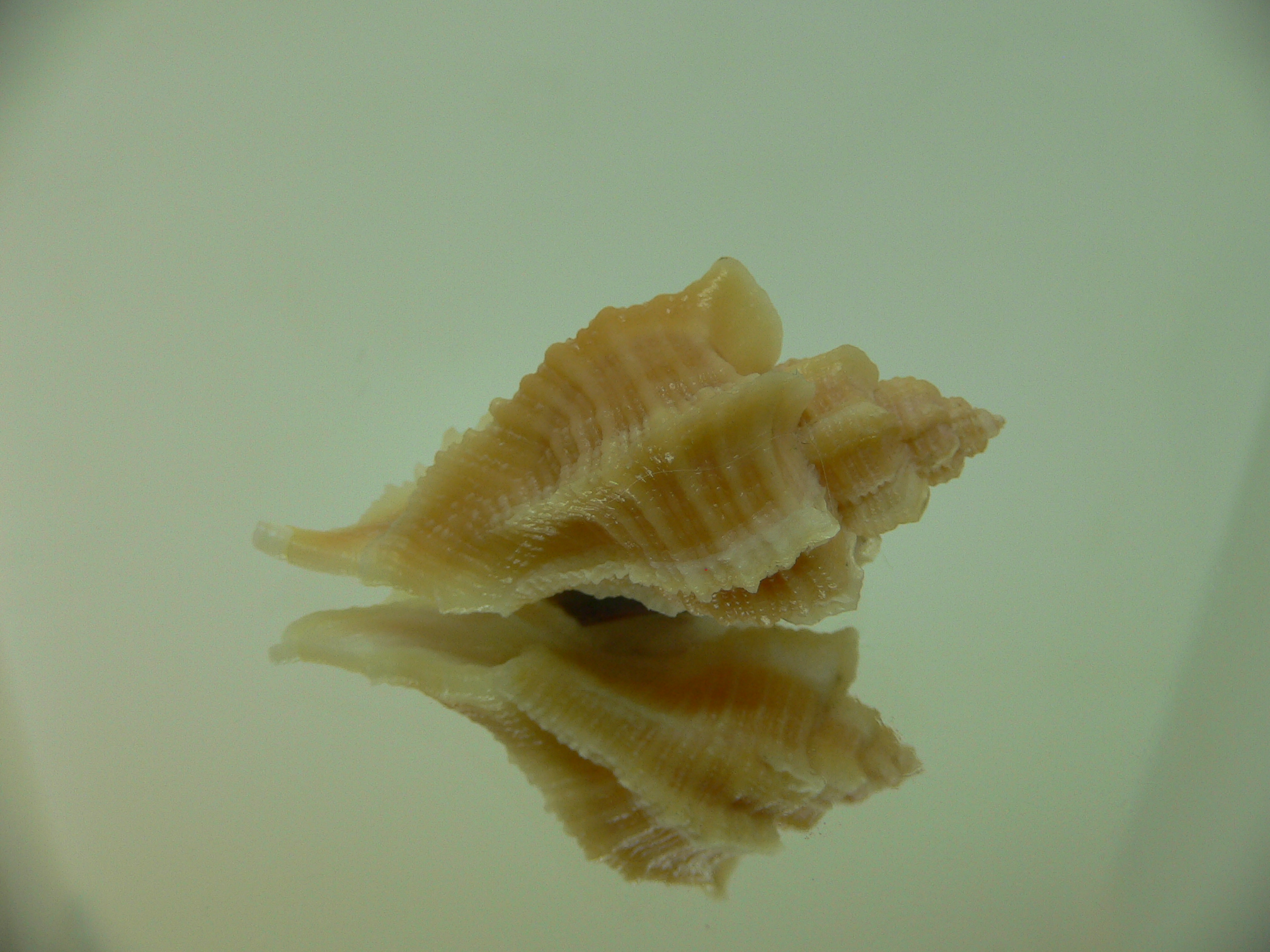 Ocenebra inornata GOLD FORM & ELONGATE
