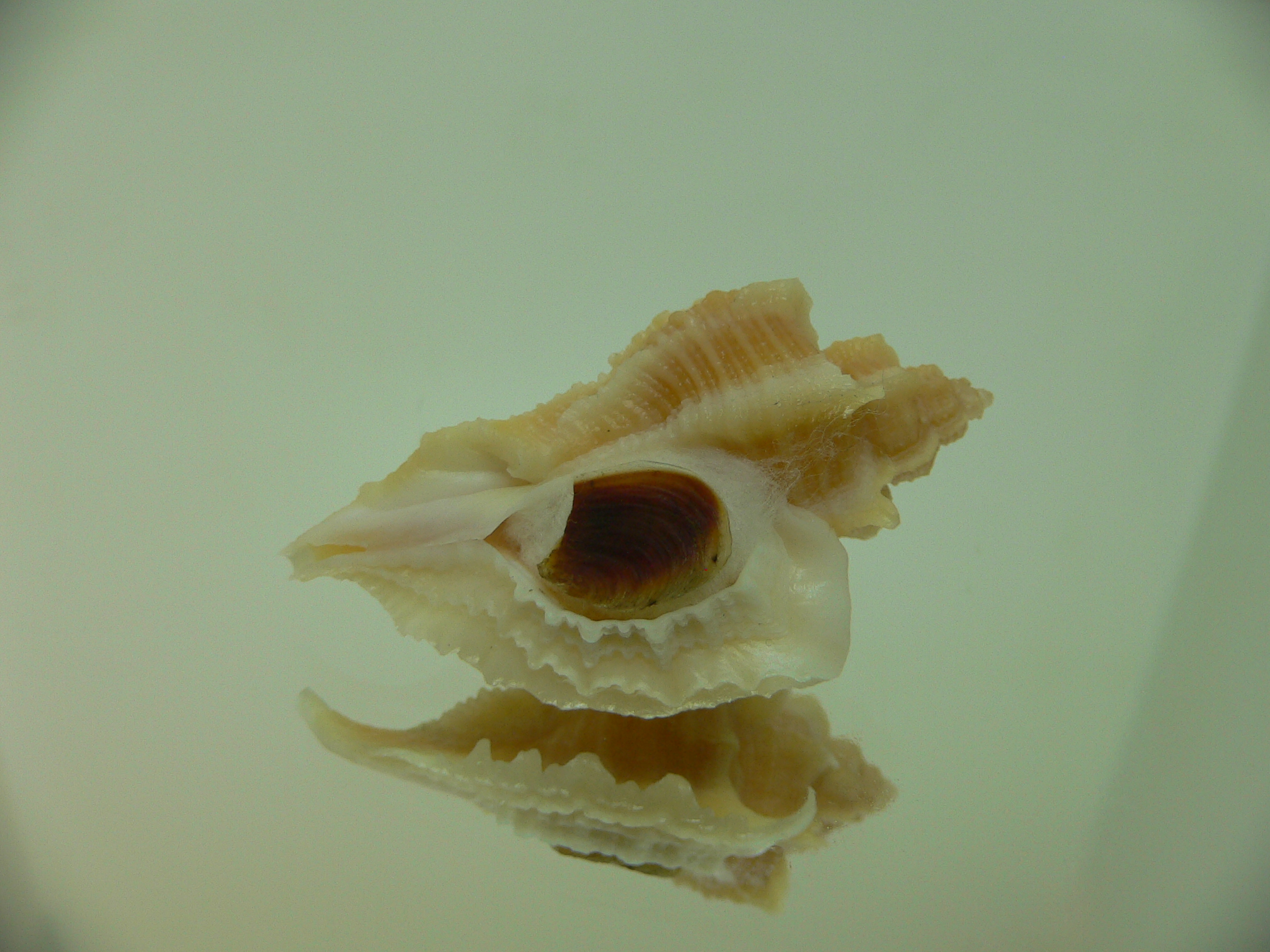 Ocenebra inornata GOLD FORM & ELONGATE