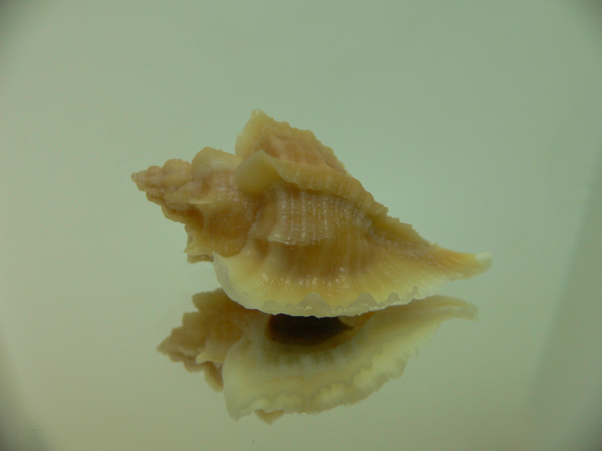 Ocenebra inornata GOLD FORM & ELONGATE