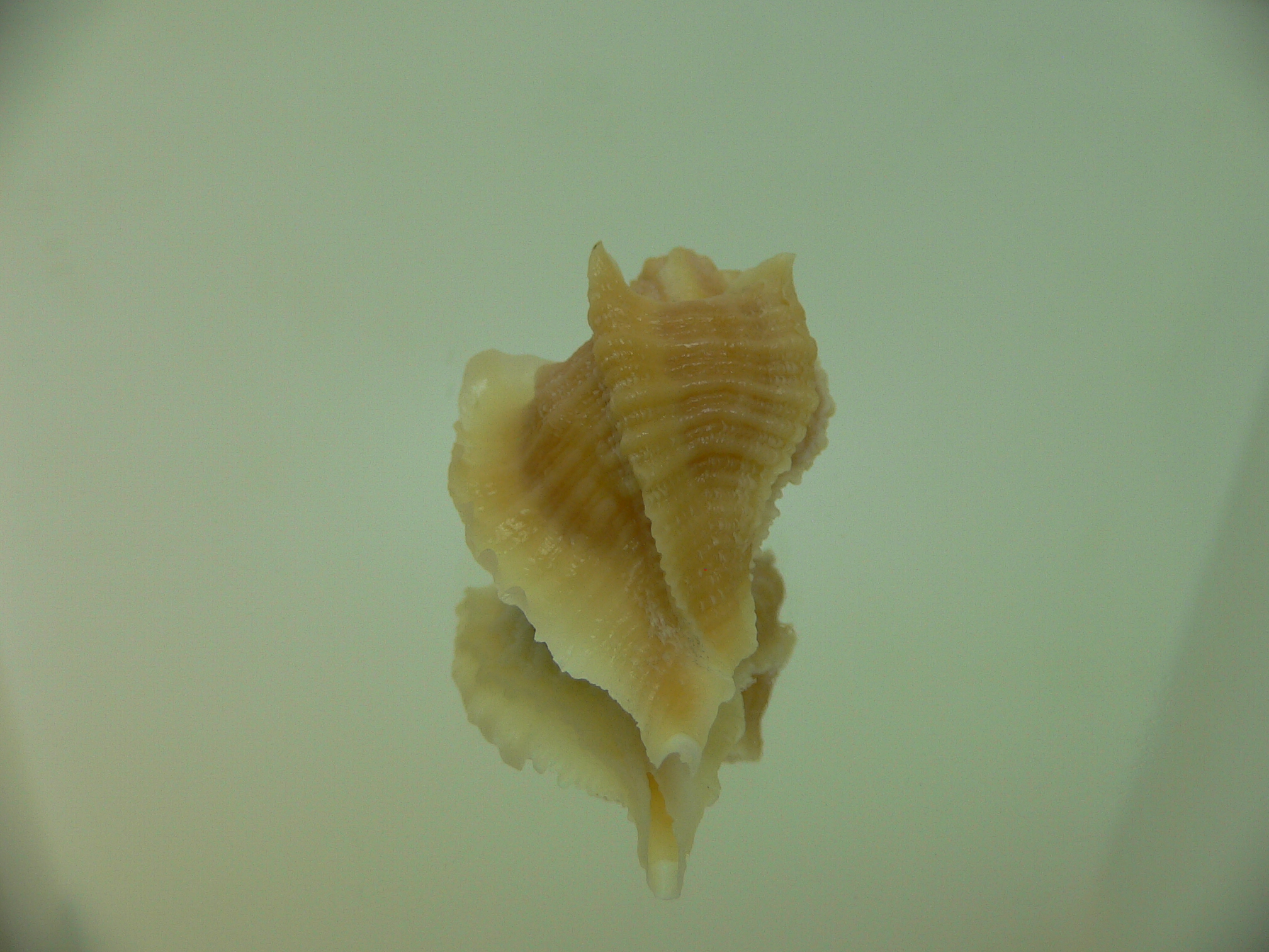 Ocenebra inornata GOLD FORM & ELONGATE