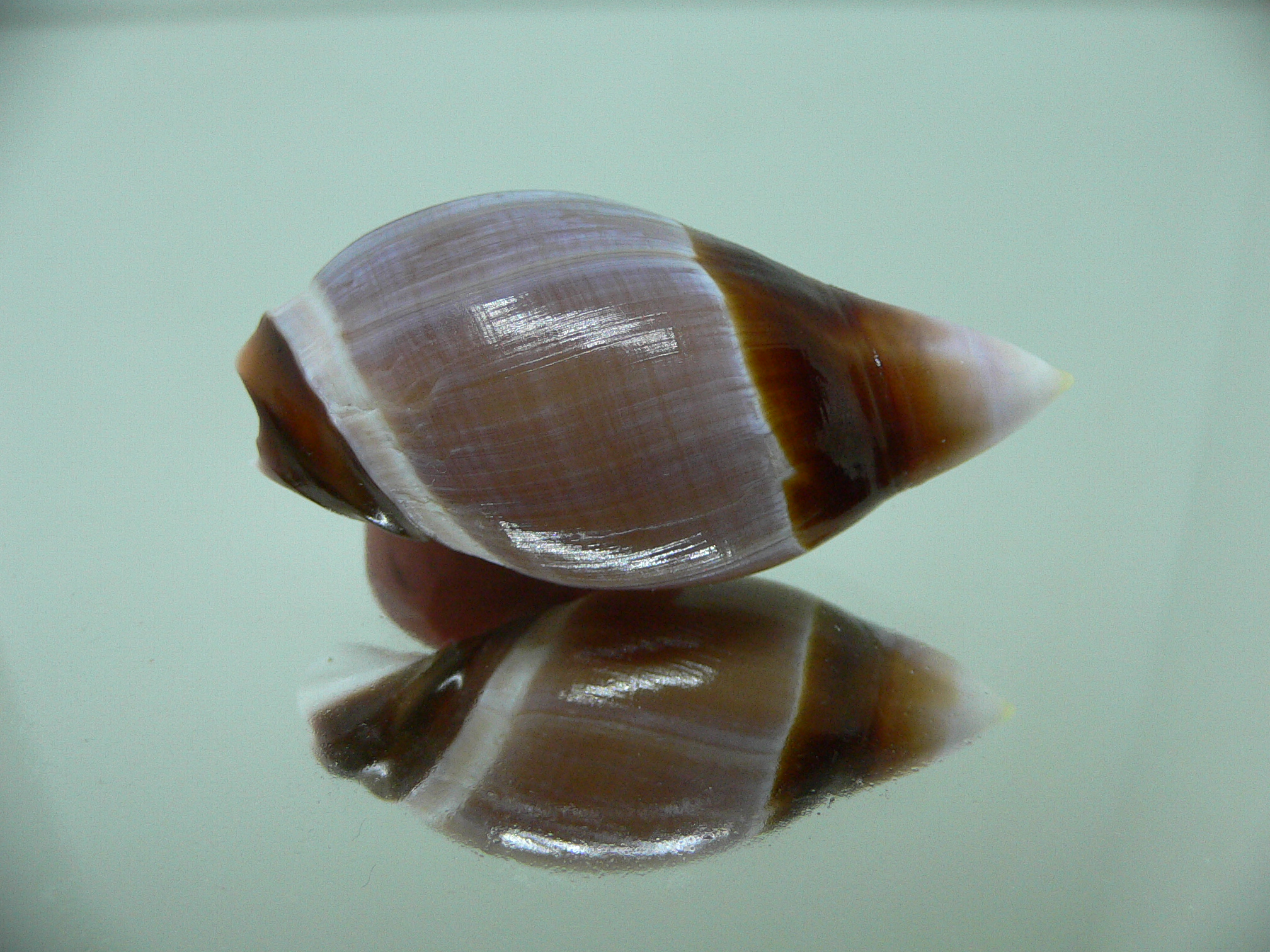 Ancilla albicallosa DARK