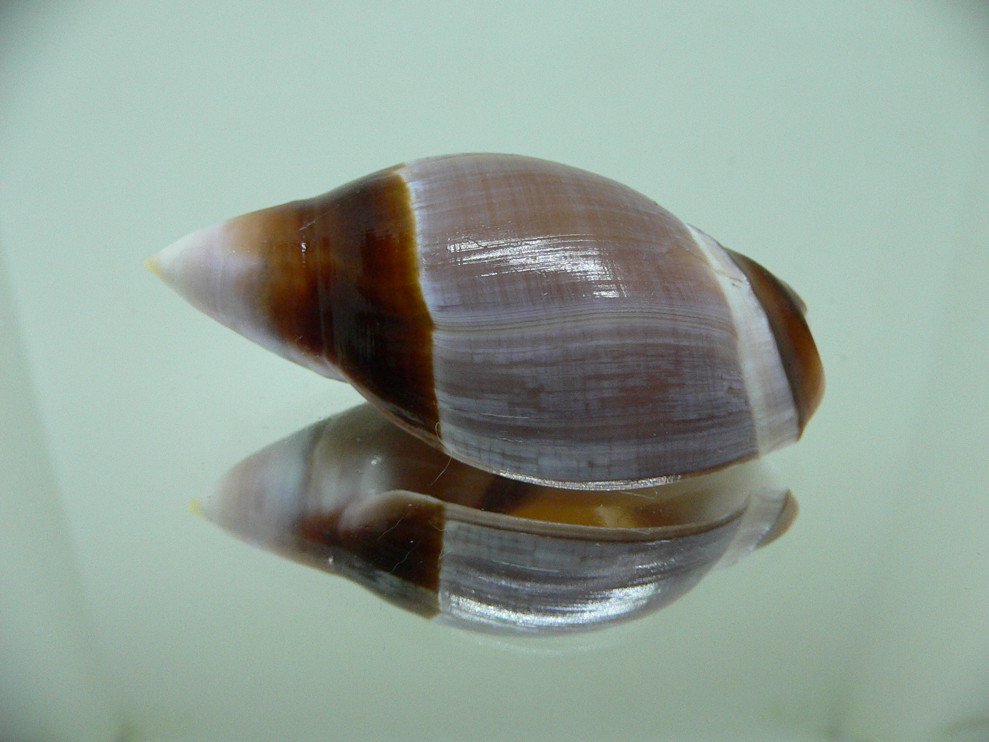 Ancilla albicallosa DARK