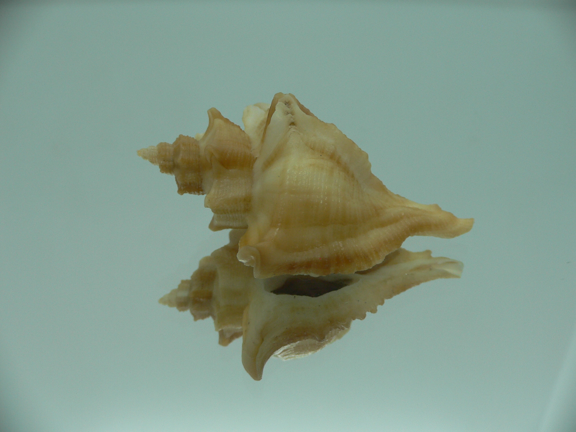 Ocenebra acanthophora GOLD COLOR & GIANT