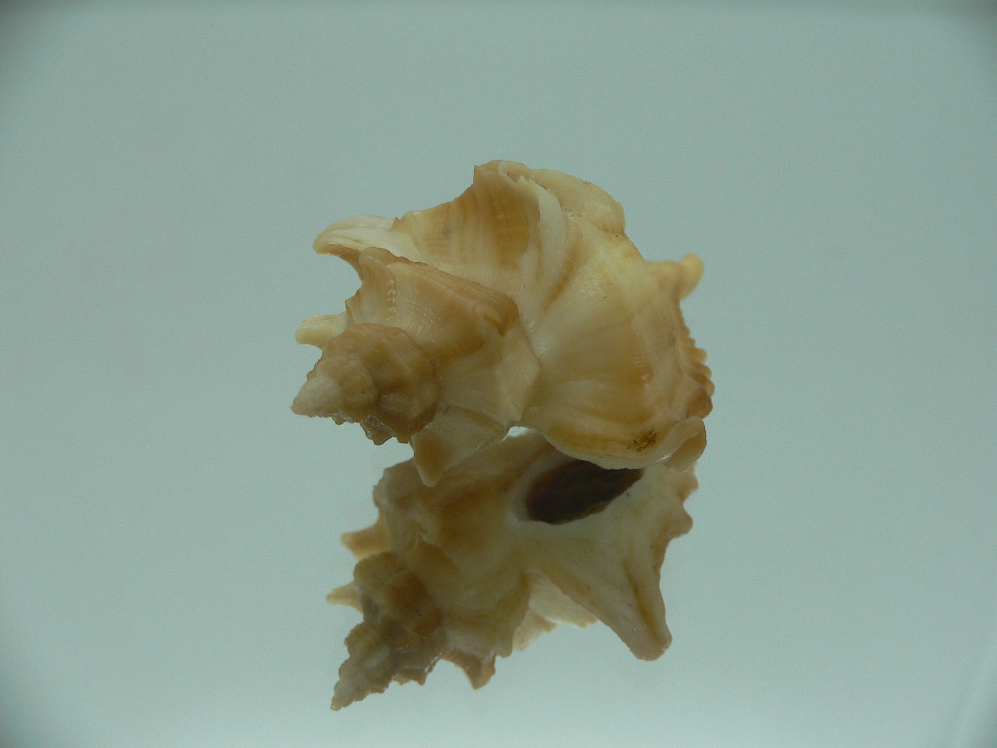 Ocenebra acanthophora GOLD COLOR & GIANT