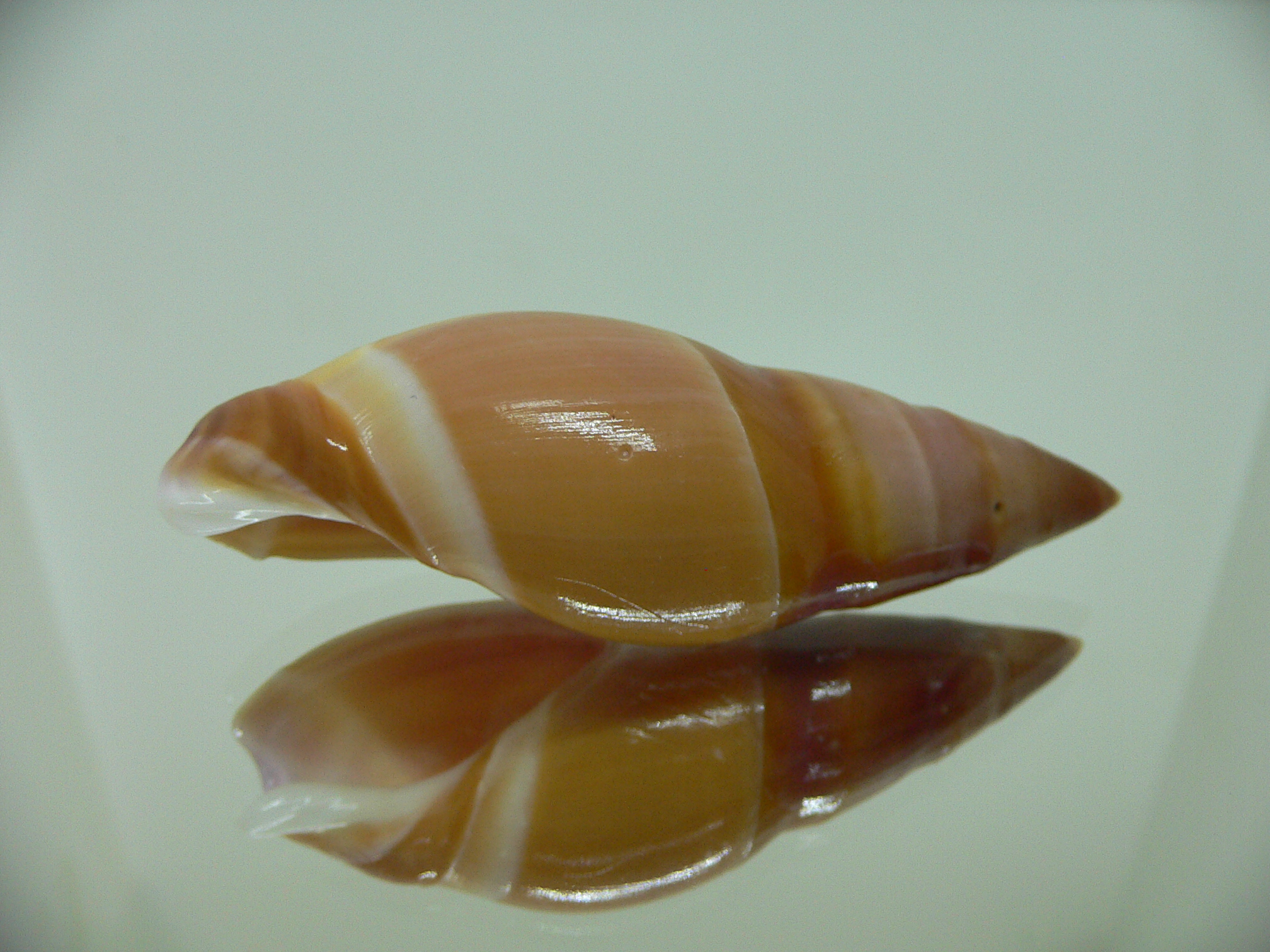 Amalda hilgendorfi hilgendorfi COLOR