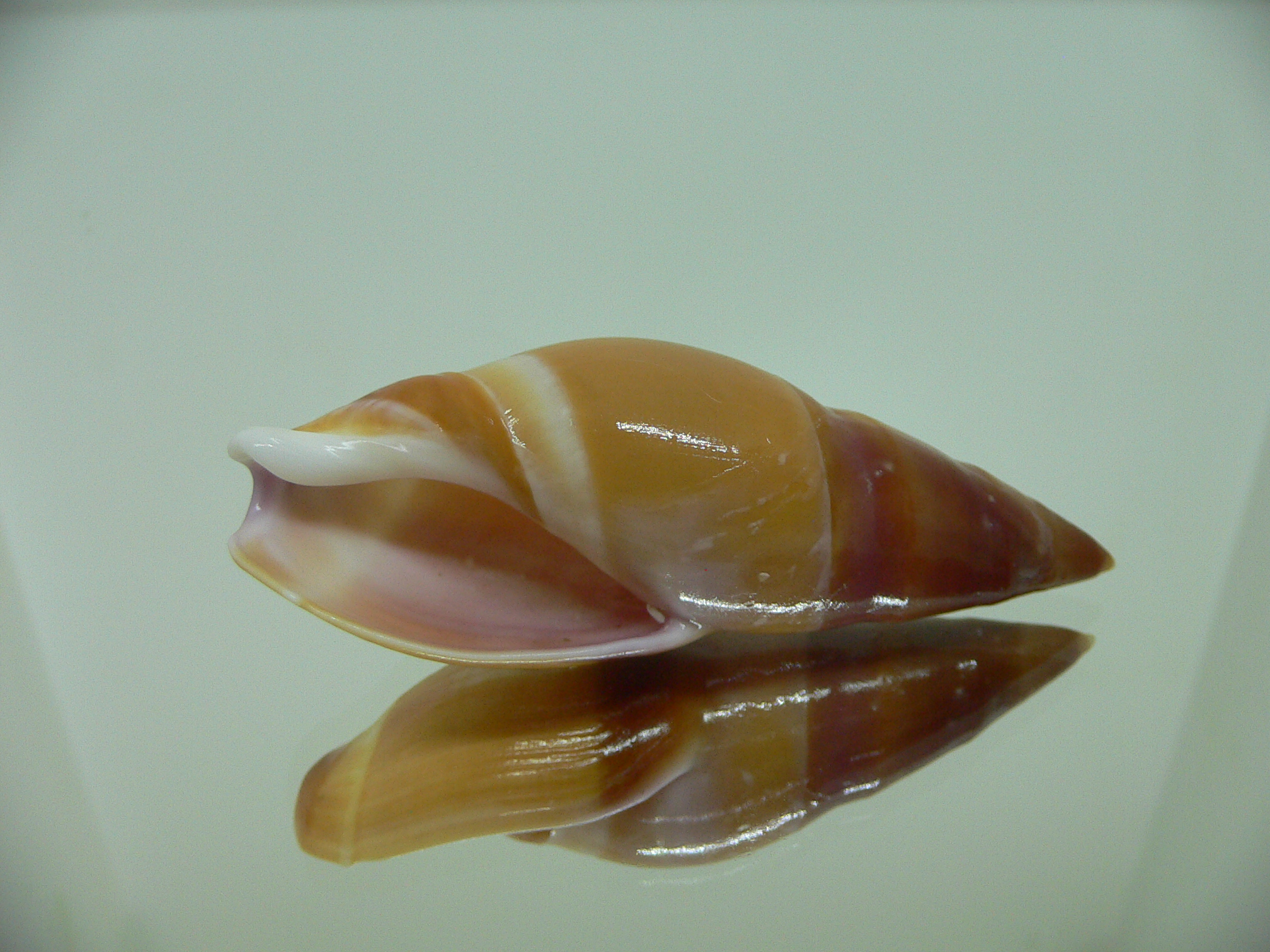 Amalda hilgendorfi hilgendorfi COLOR