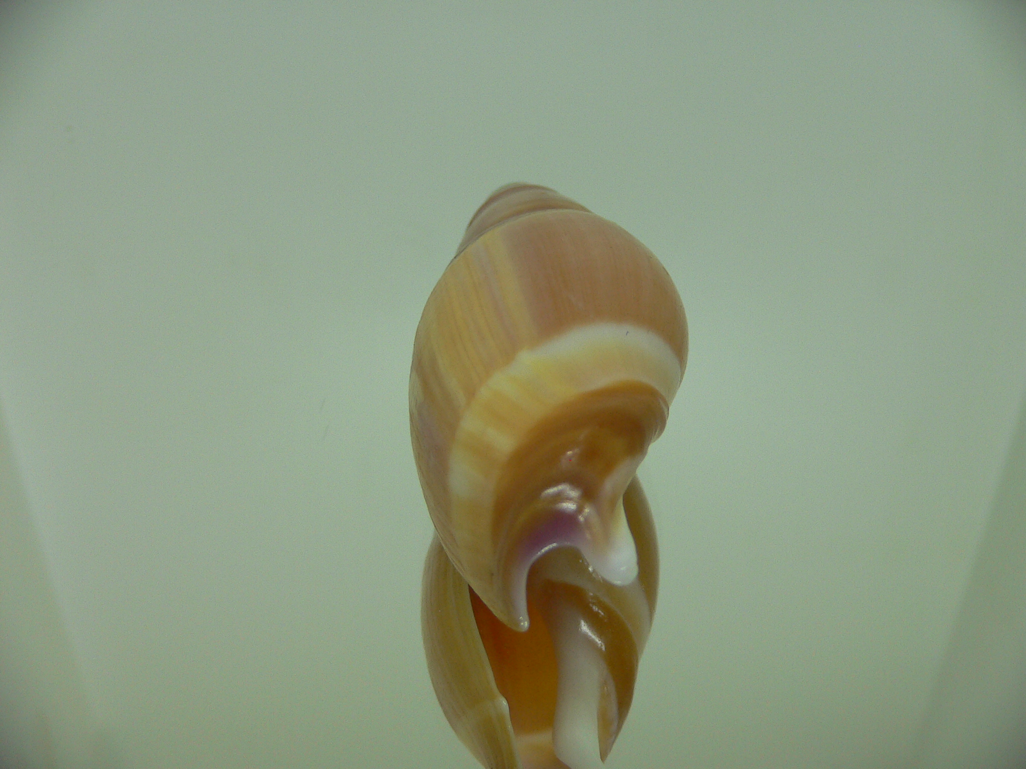 Amalda hilgendorfi hilgendorfi COLOR