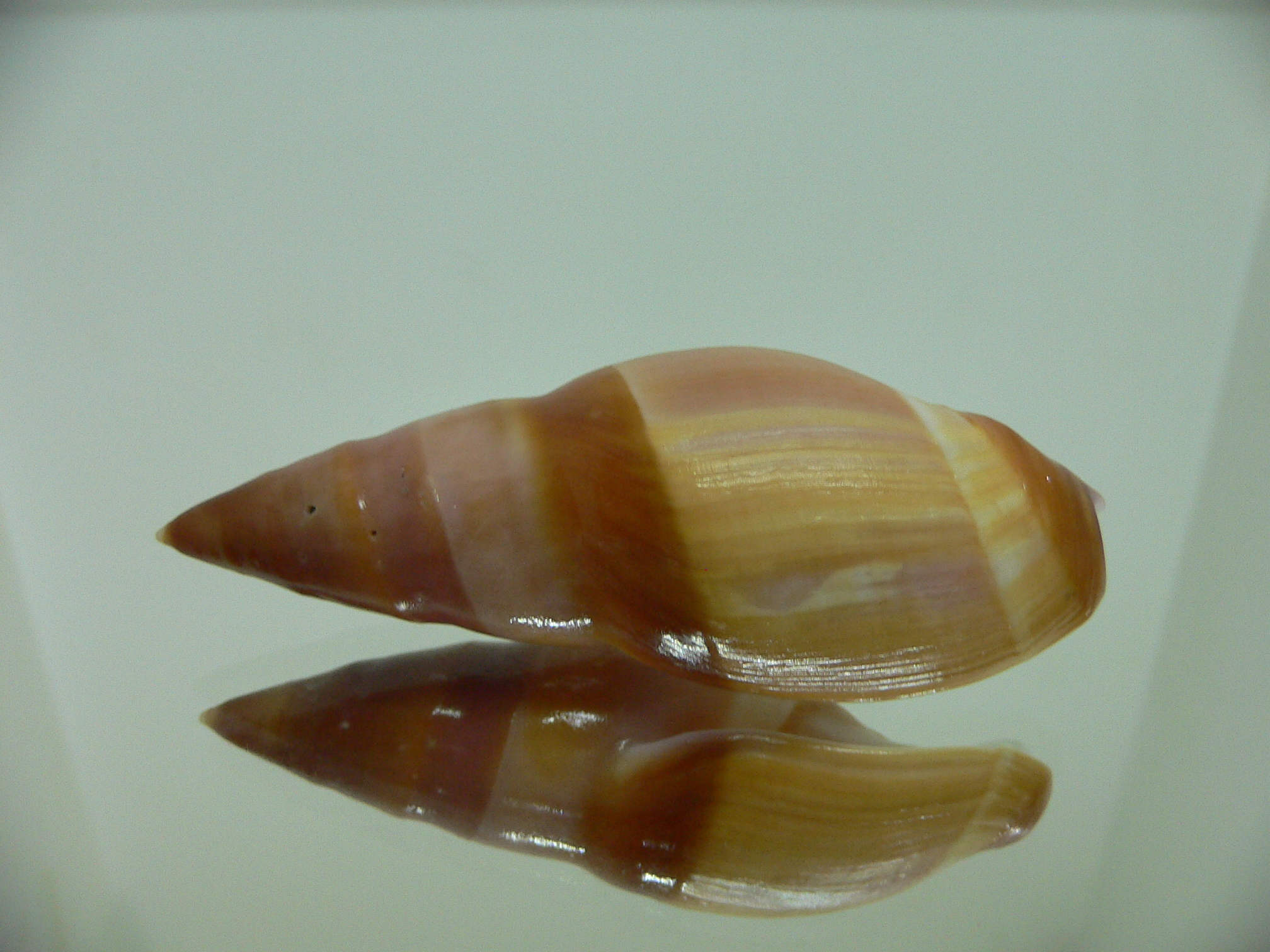 Amalda hilgendorfi hilgendorfi COLOR