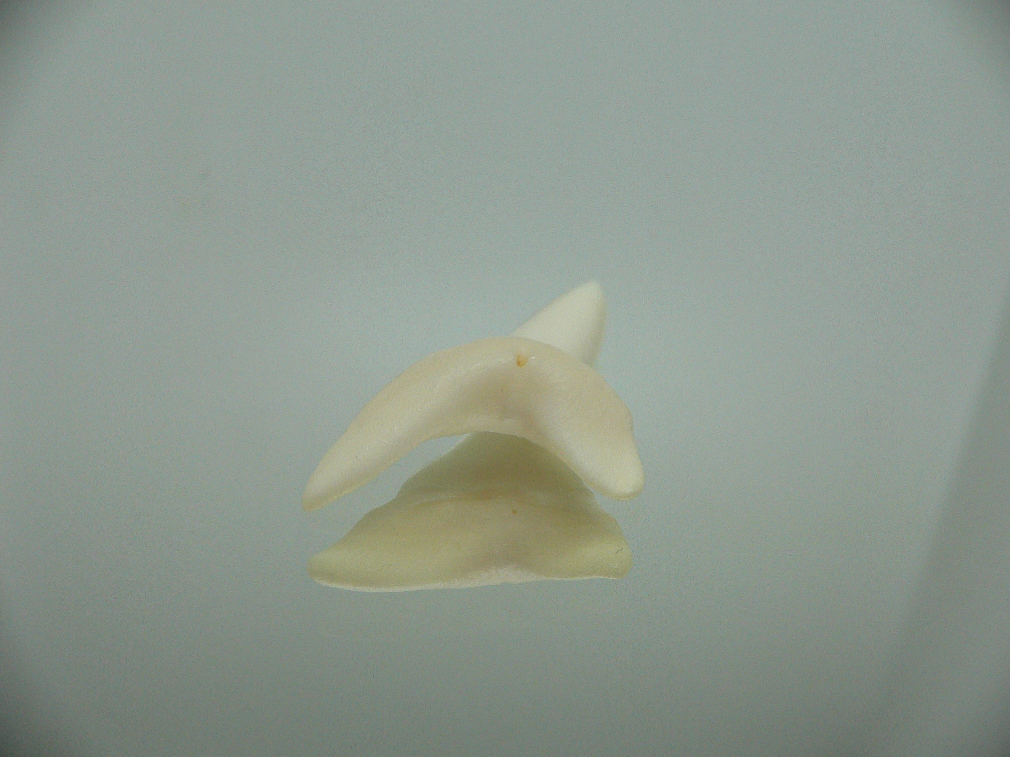 Isurus oxyrinchus - Зуб акулы МАКО 1