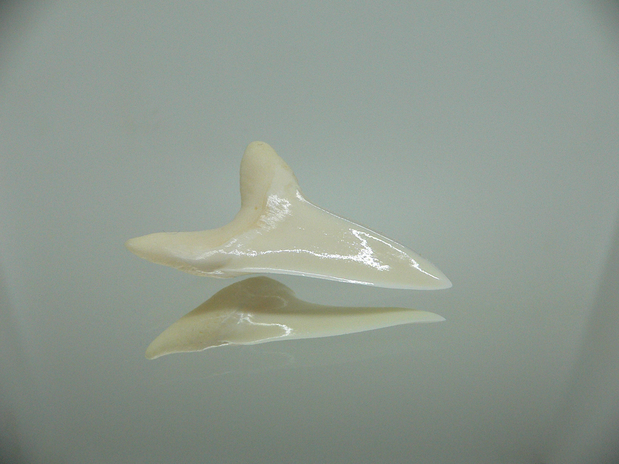 Isurus oxyrinchus - Зуб акулы МАКО 1