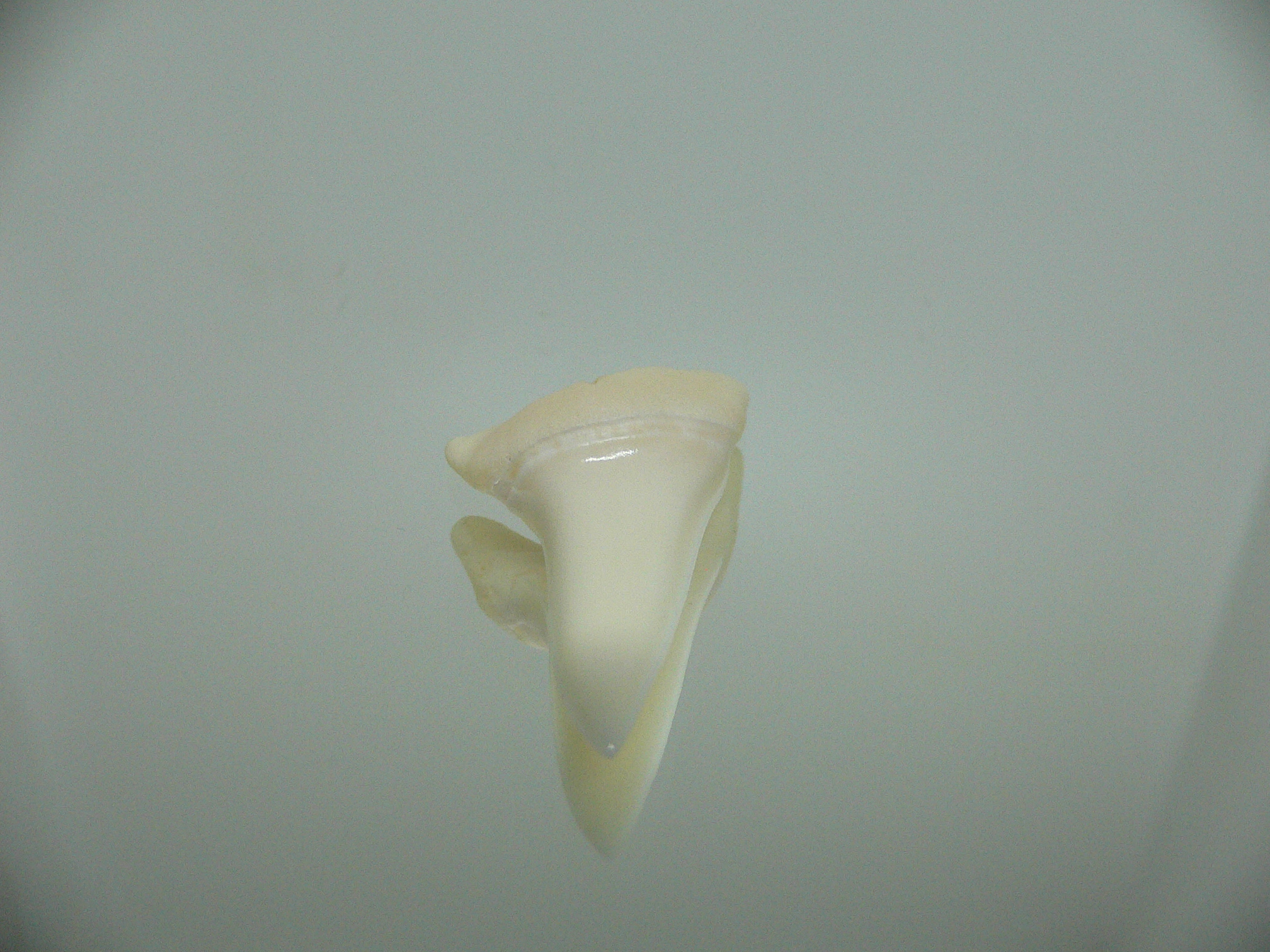 Isurus oxyrinchus - Зуб акулы МАКО 1