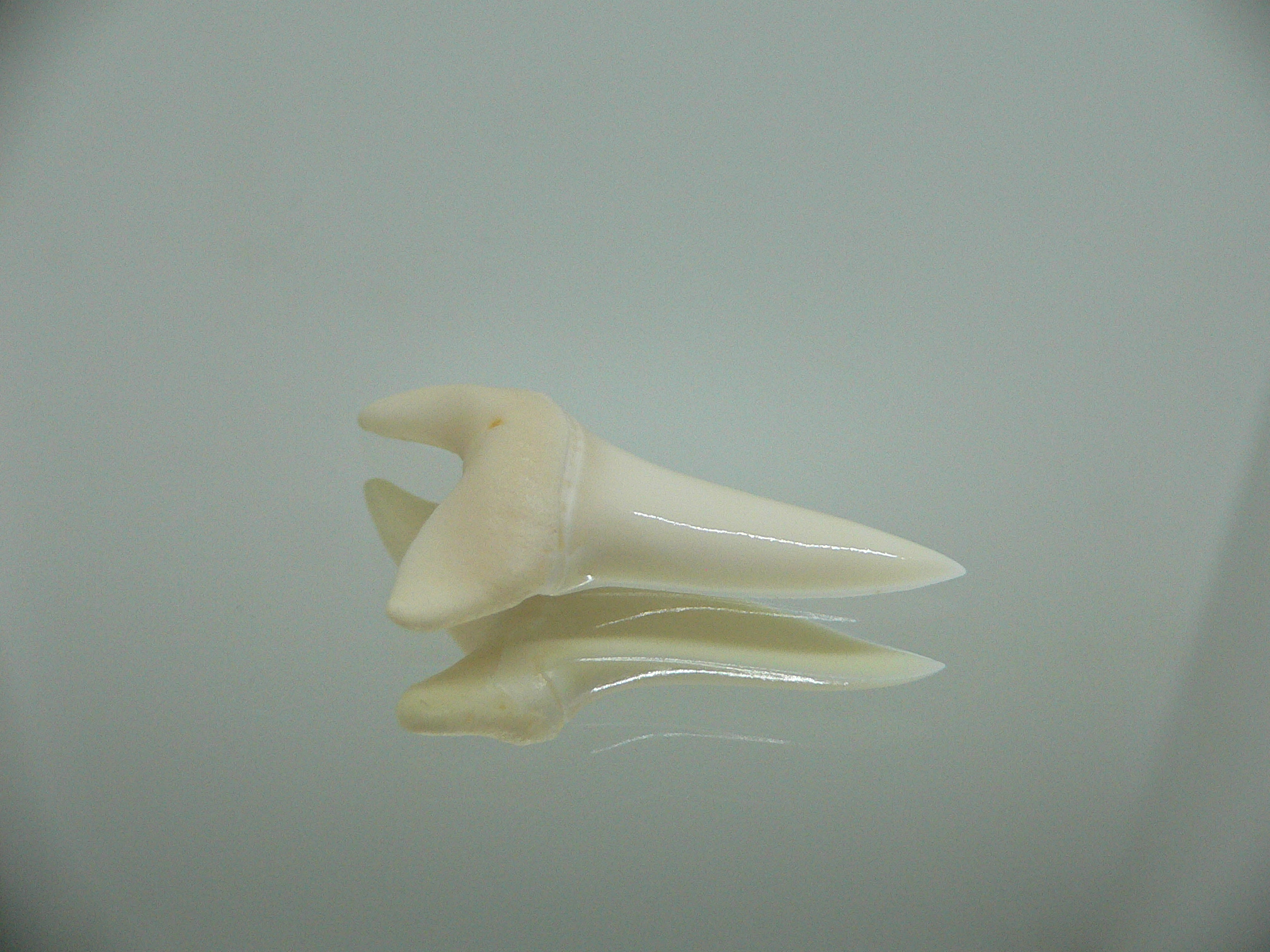 Isurus oxyrinchus - Зуб акулы МАКО 1