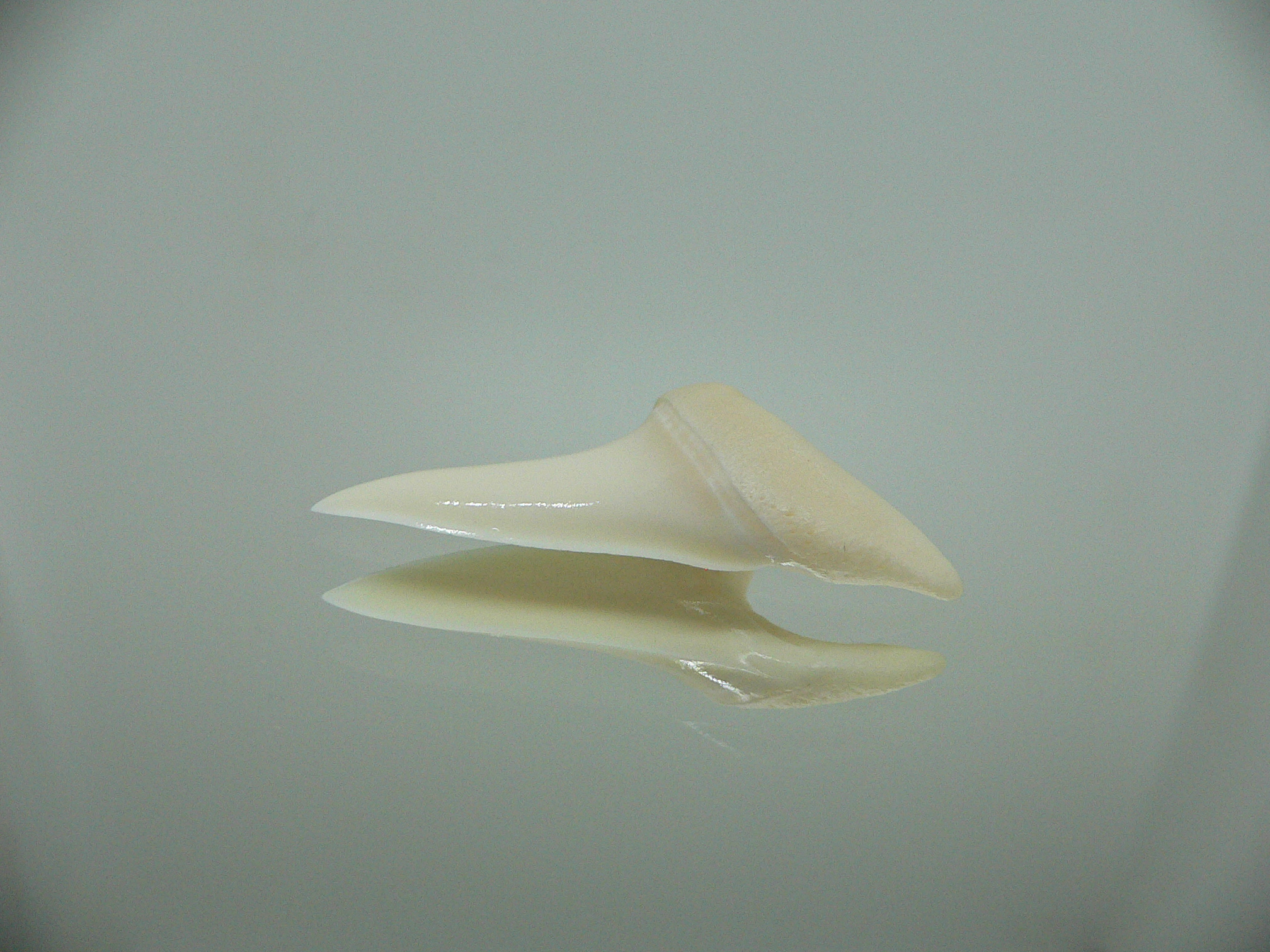 Isurus oxyrinchus - Зуб акулы МАКО 1