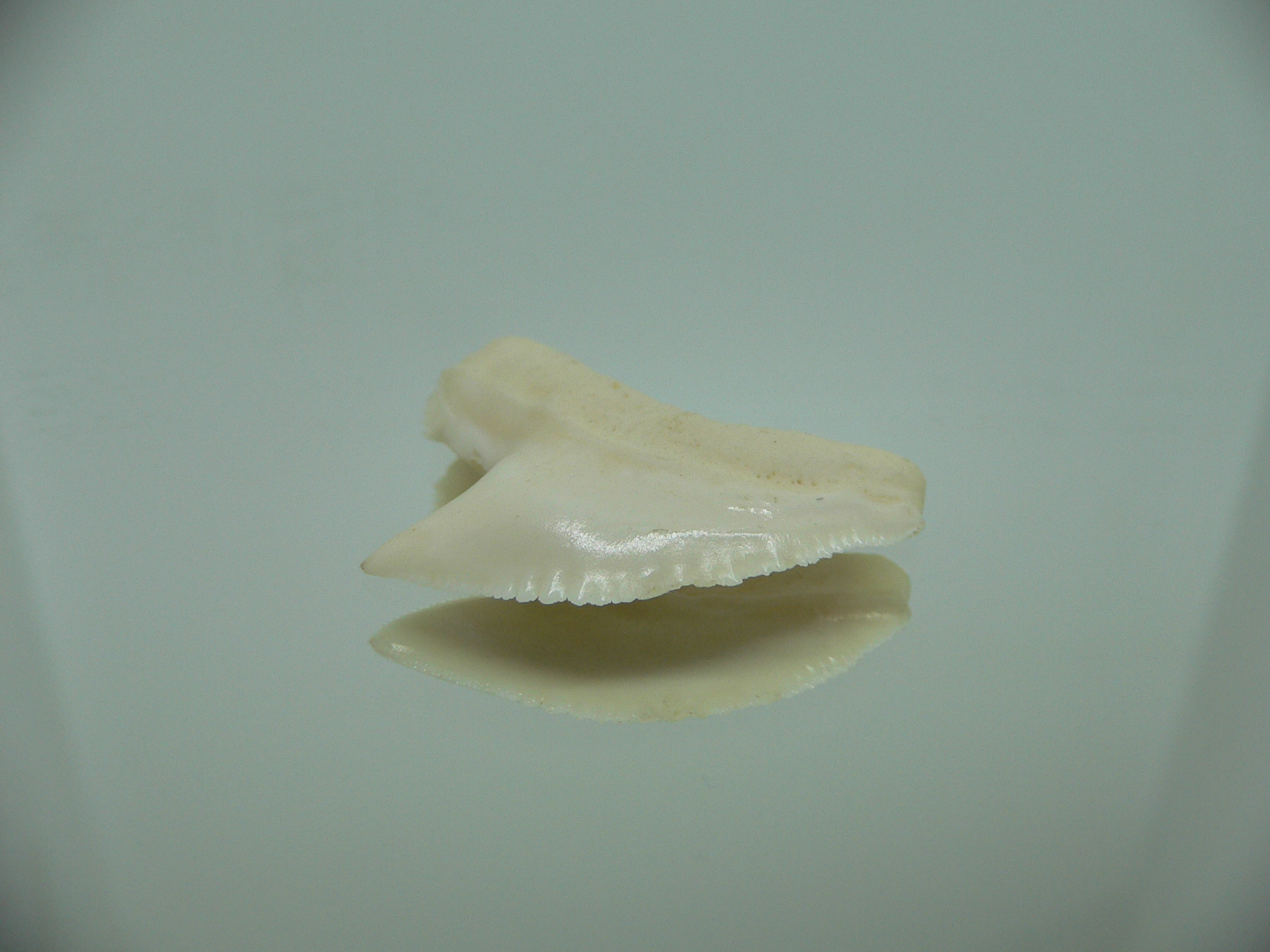 Galeocerdo cuvier Зуб ТИГРОВОЙ акулы 1