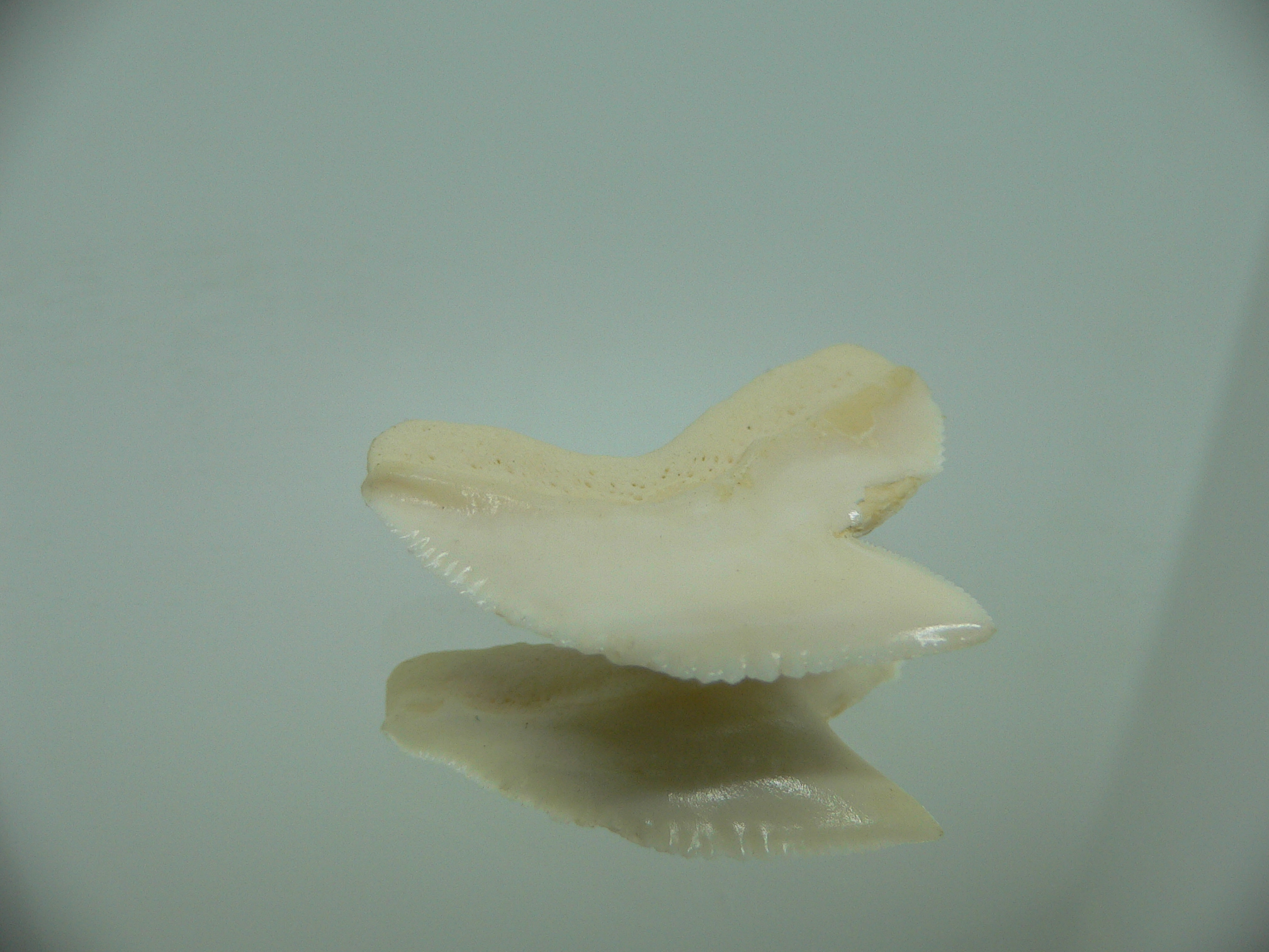 Galeocerdo cuvier Зуб ТИГРОВОЙ акулы 1