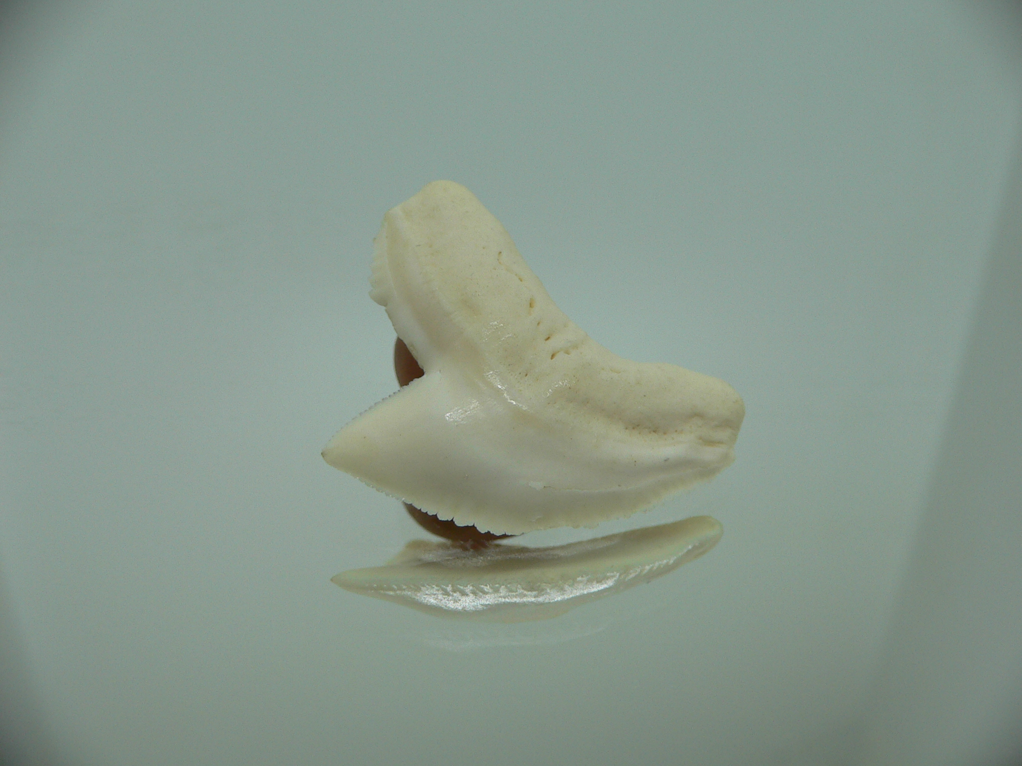 Galeocerdo cuvier Зуб ТИГРОВОЙ акулы 1