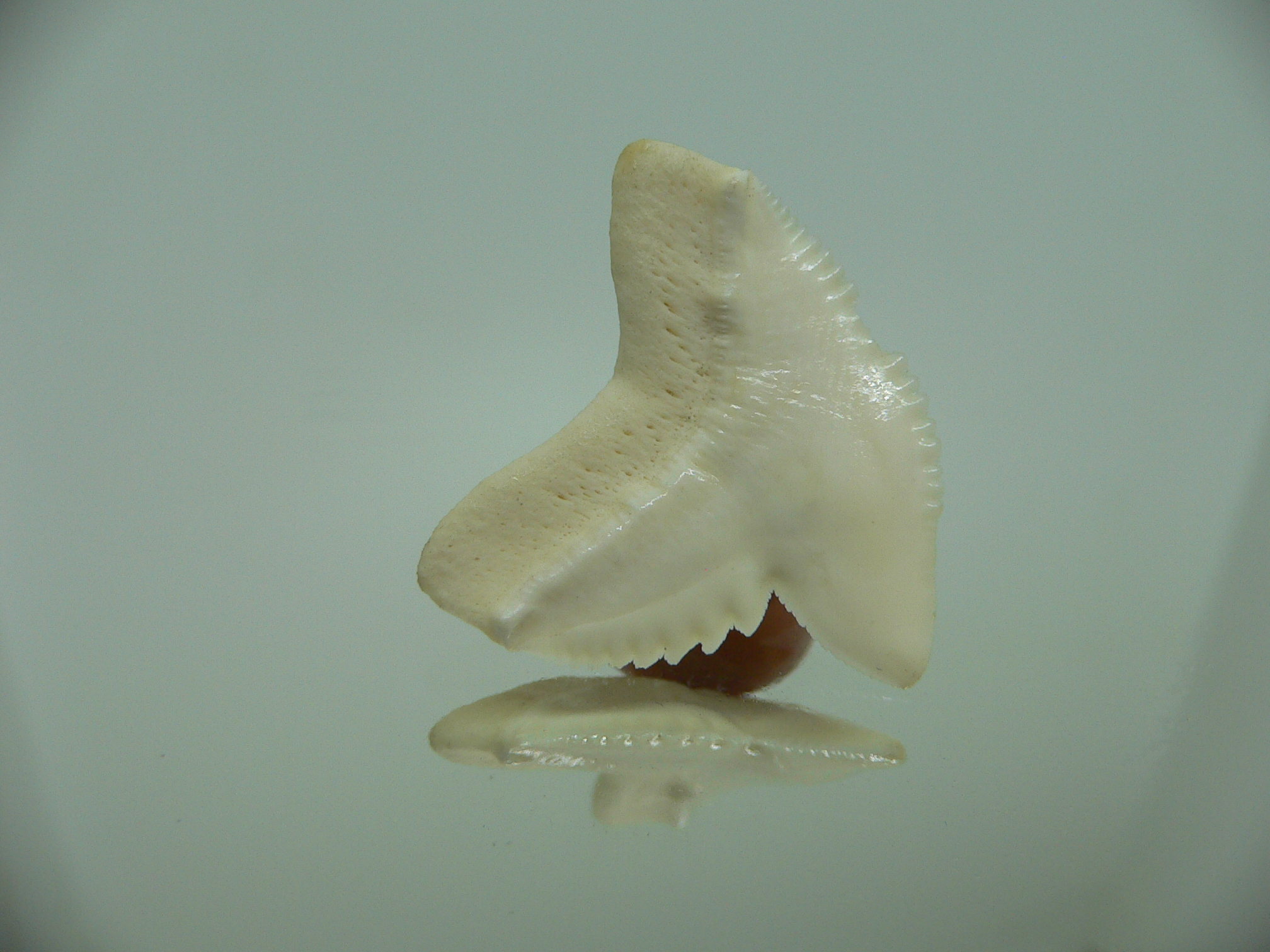 Galeocerdo cuvier Зуб ТИГРОВОЙ акулы 1