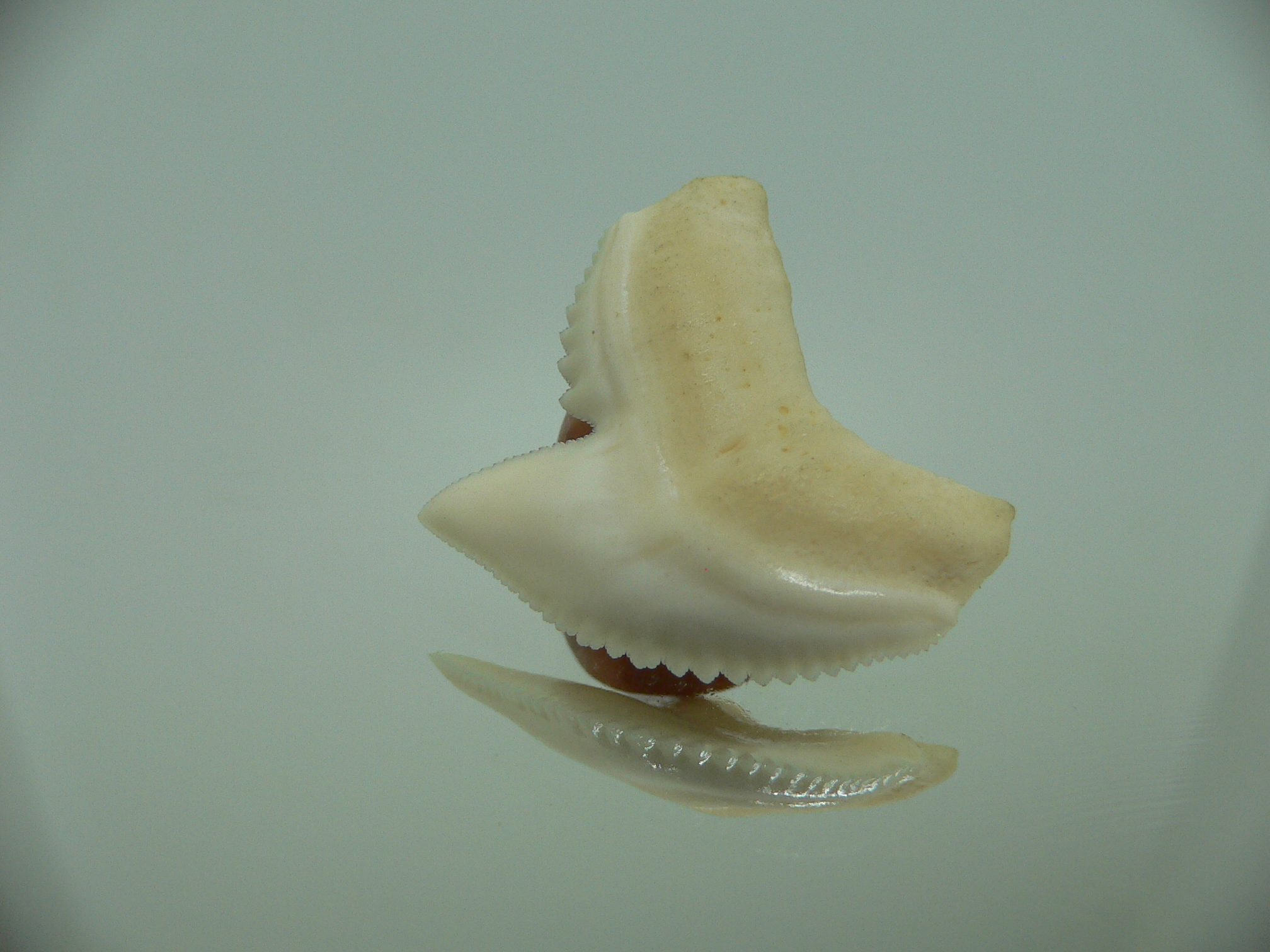 Galeocerdo cuvier Зуб ТИГРОВОЙ акулы 1