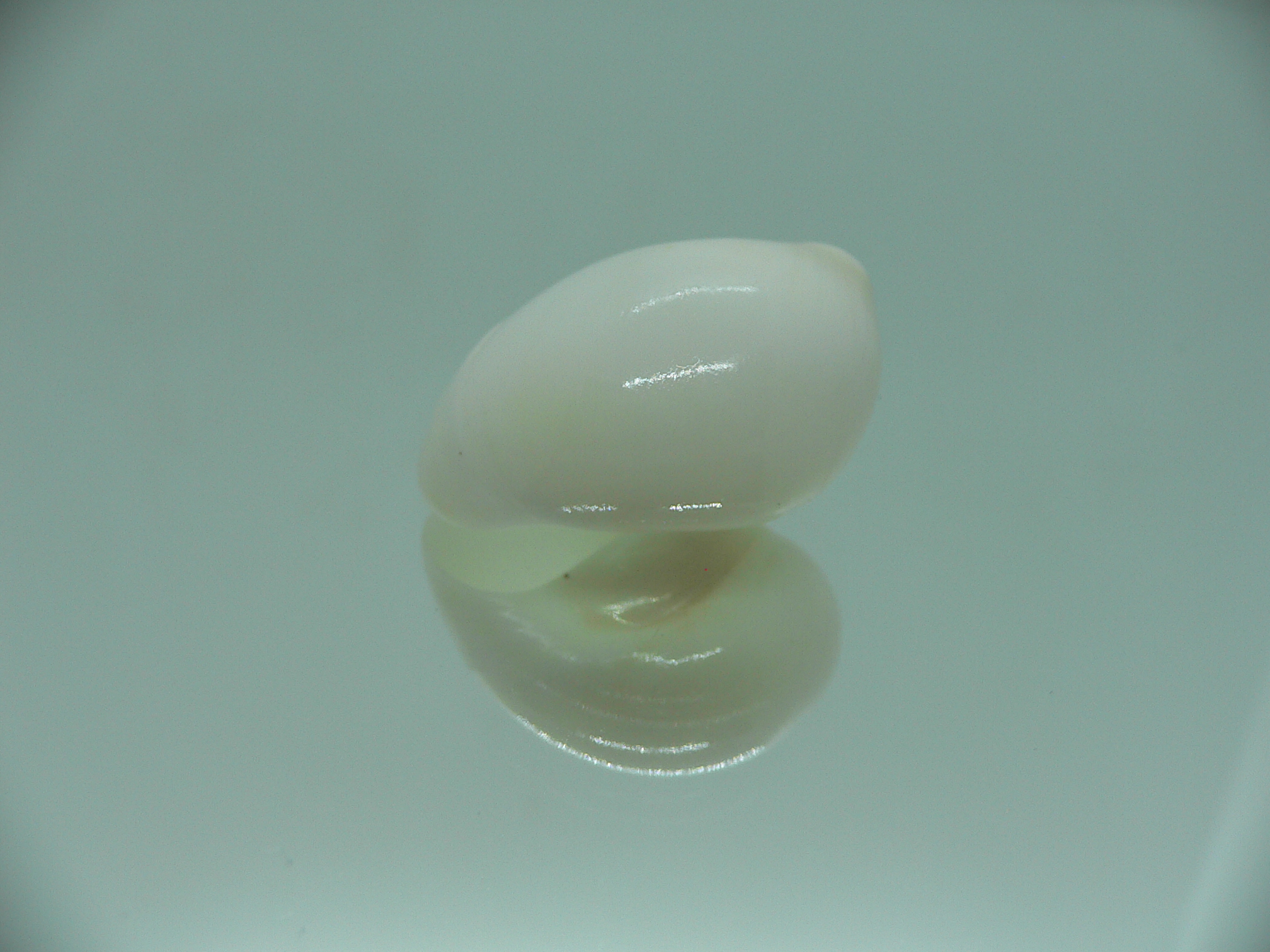 Polinices mammila WHITE