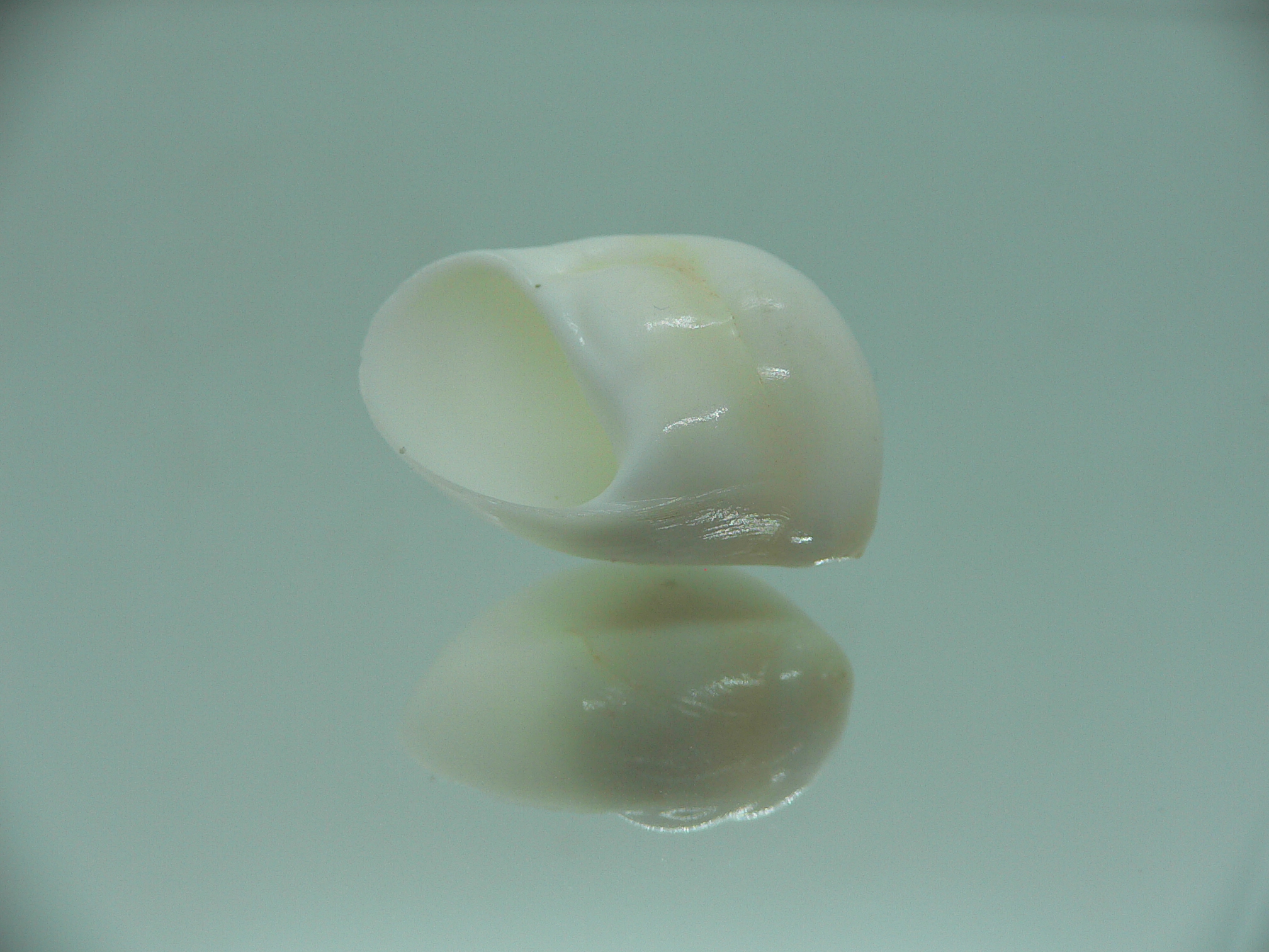 Polinices mammila WHITE