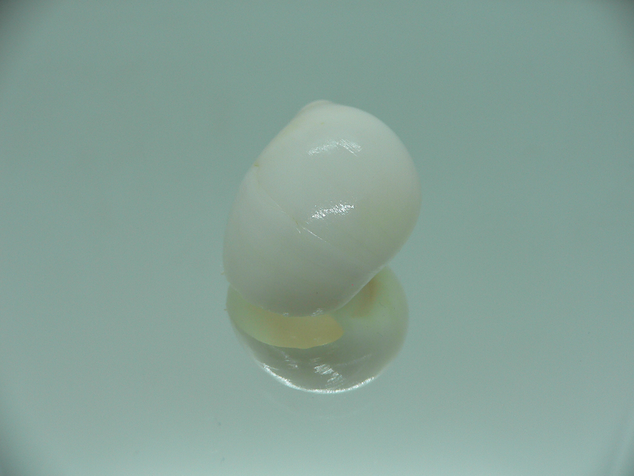 Polinices mammila WHITE