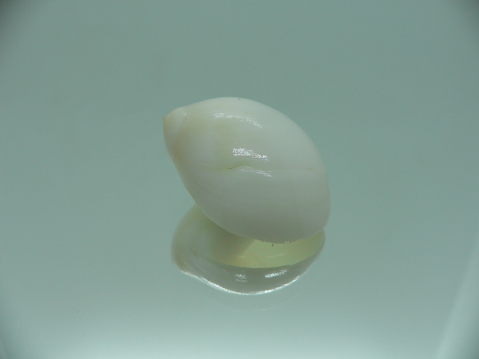 Polinices mammila WHITE