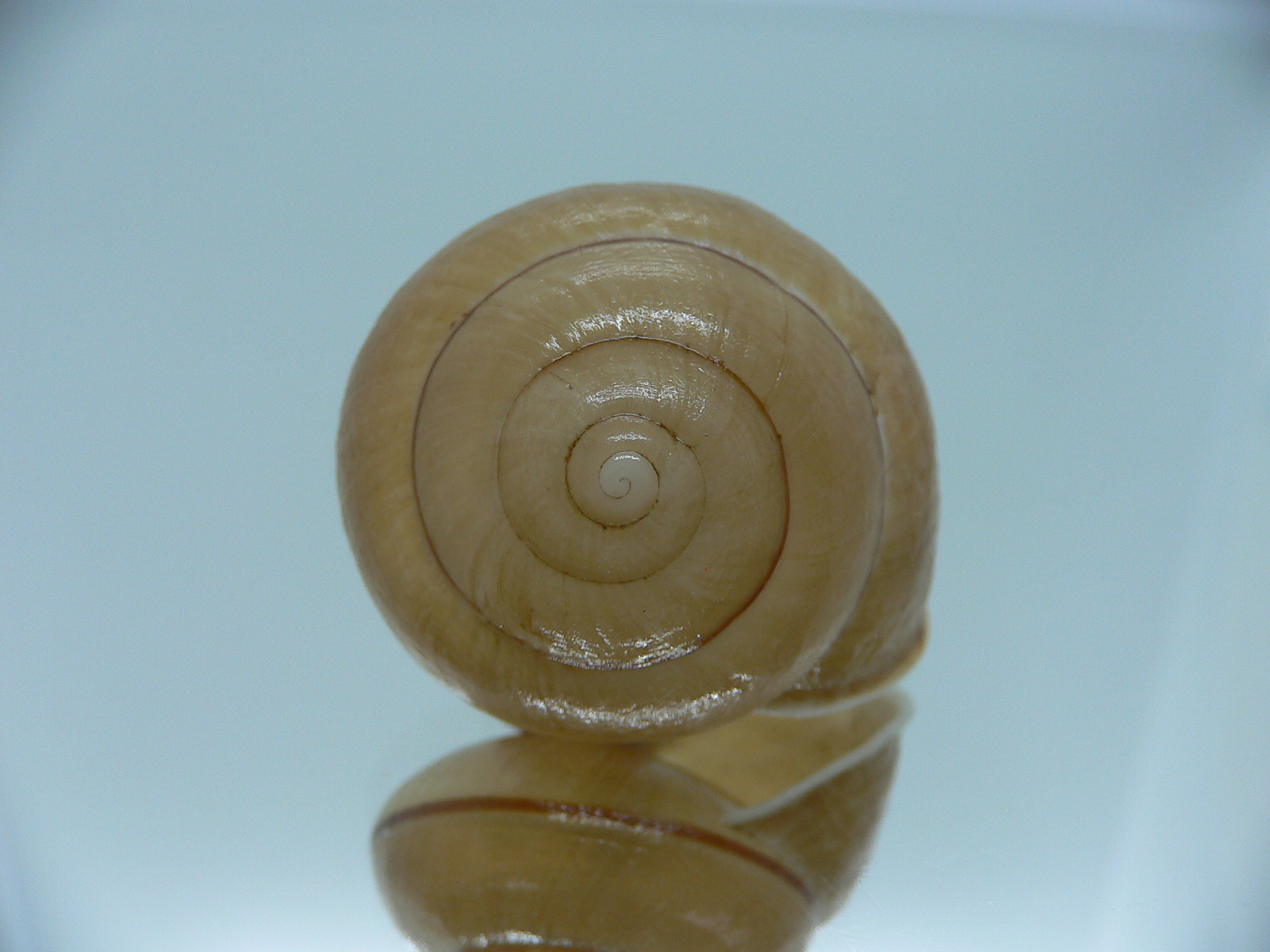 Camaena gabriellae platyaenia (var.)