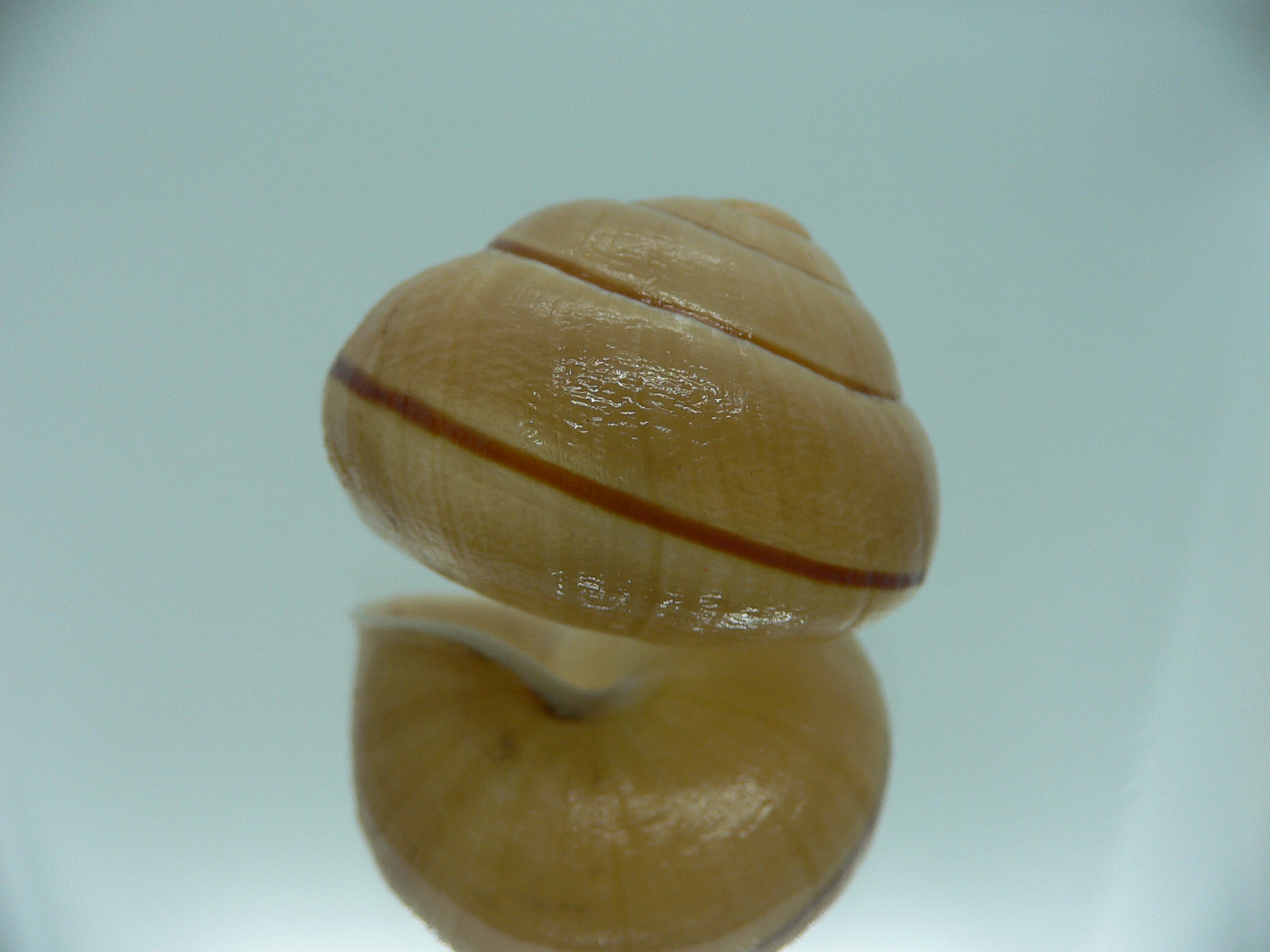 Camaena gabriellae platyaenia (var.)