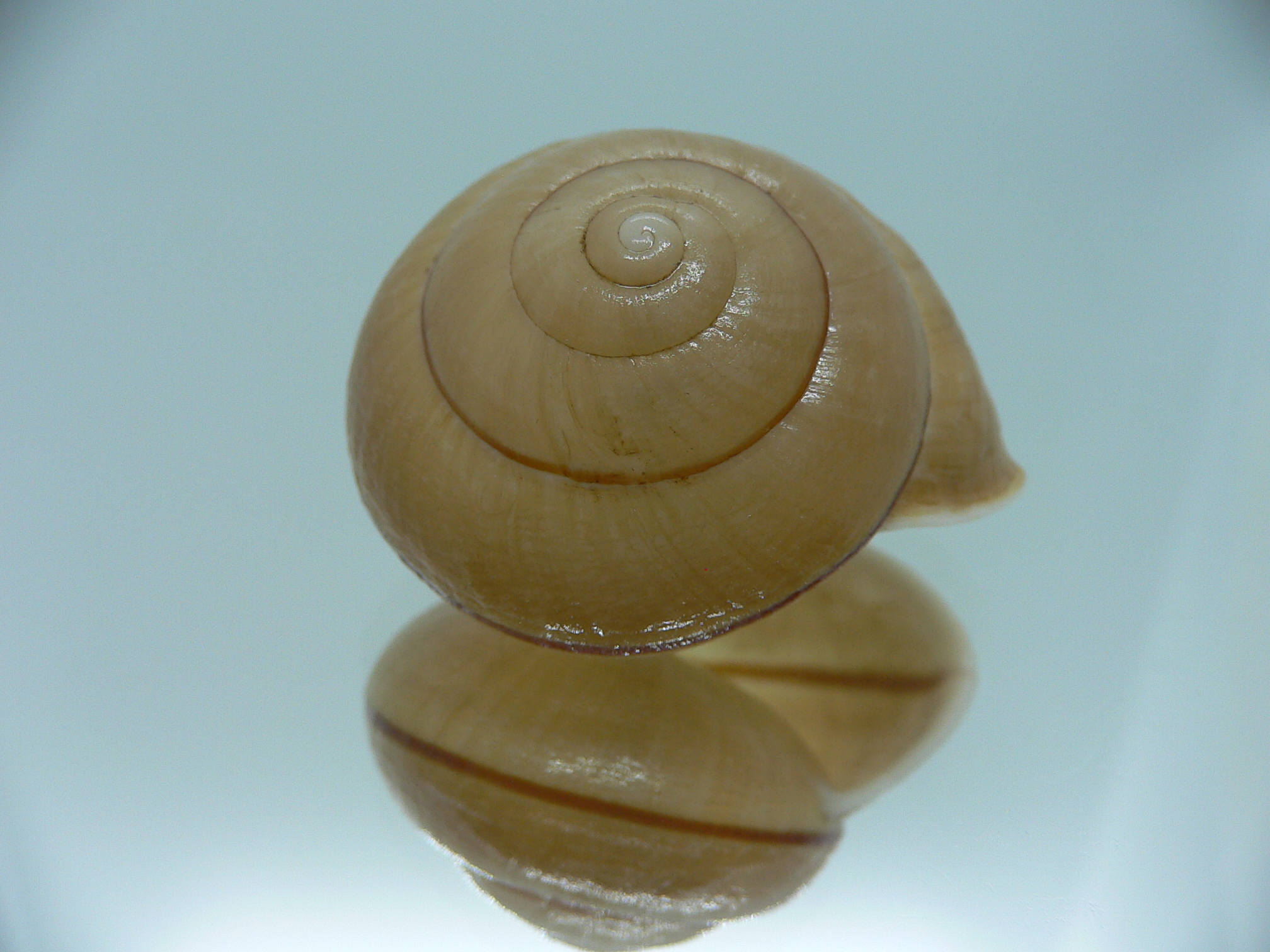 Camaena gabriellae platyaenia (var.)