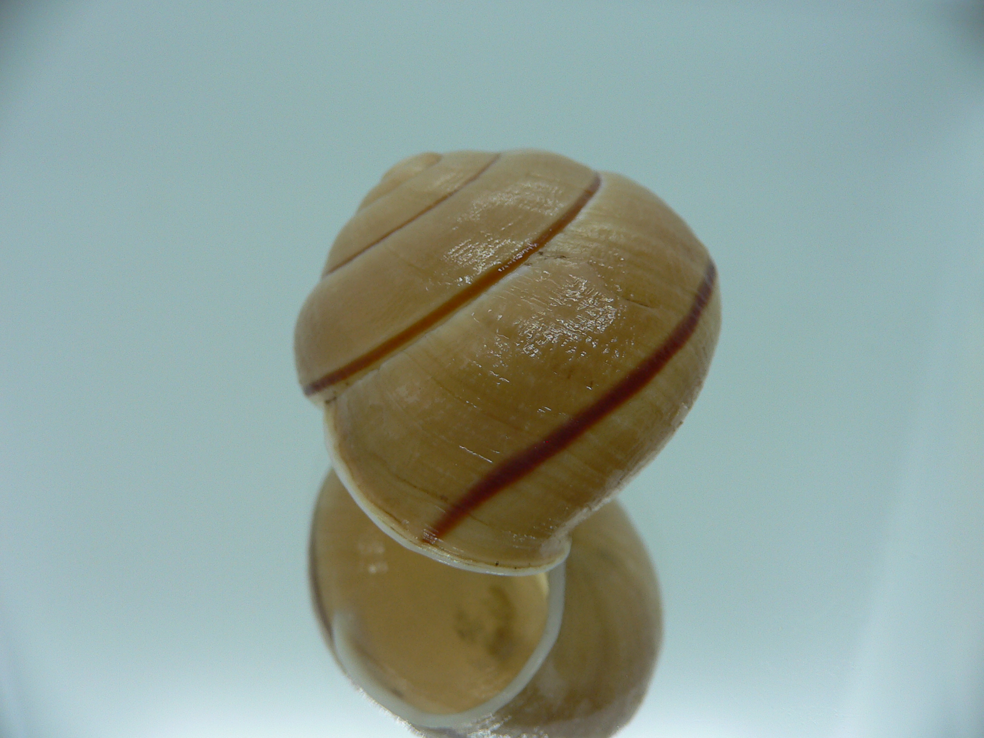 Camaena gabriellae platyaenia (var.)