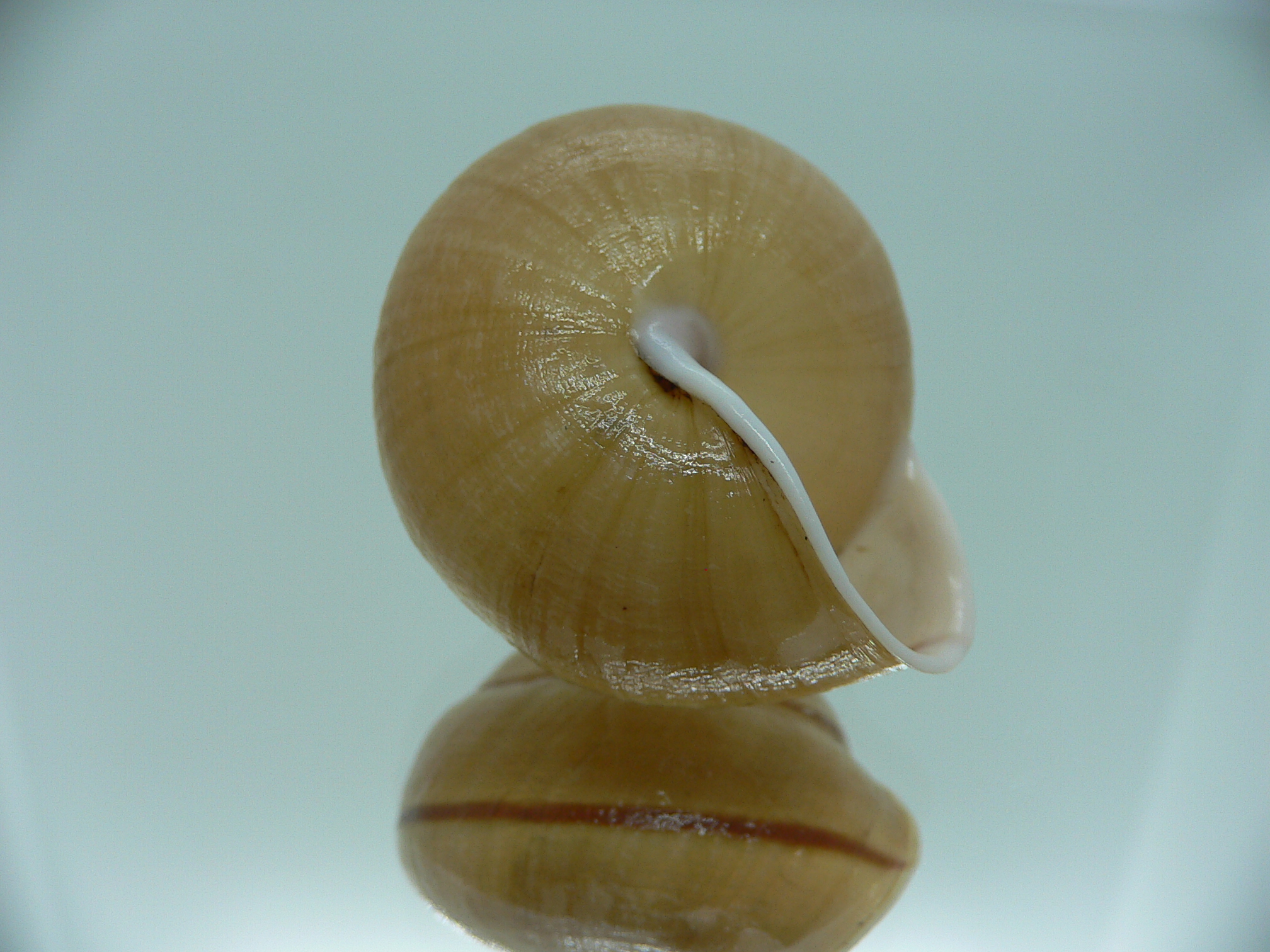 Camaena gabriellae platyaenia (var.)