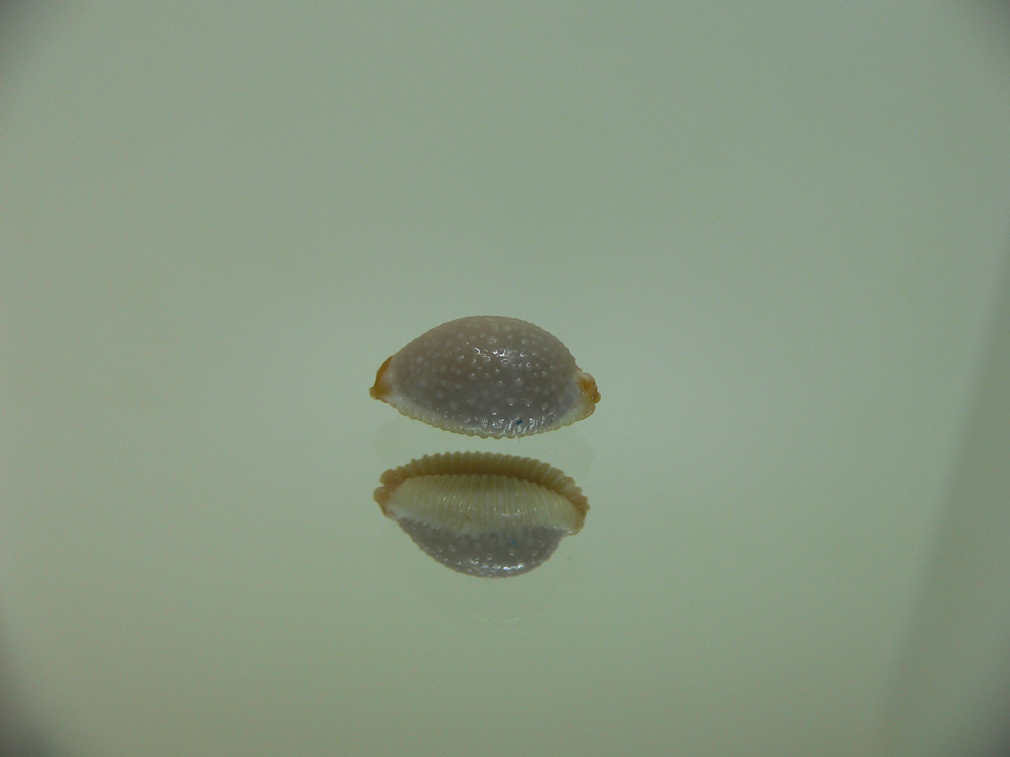 Cypraea staphylaea consobrina