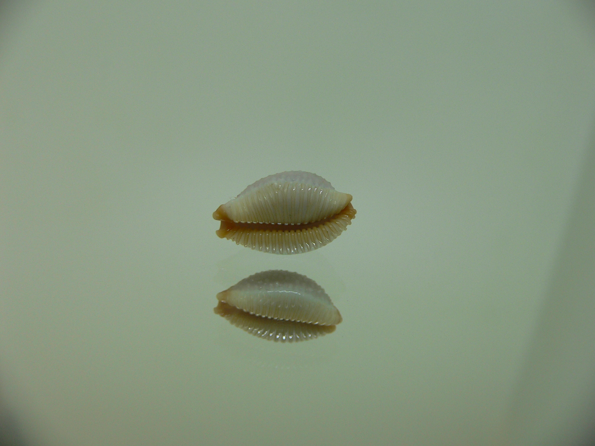 Cypraea staphylaea consobrina