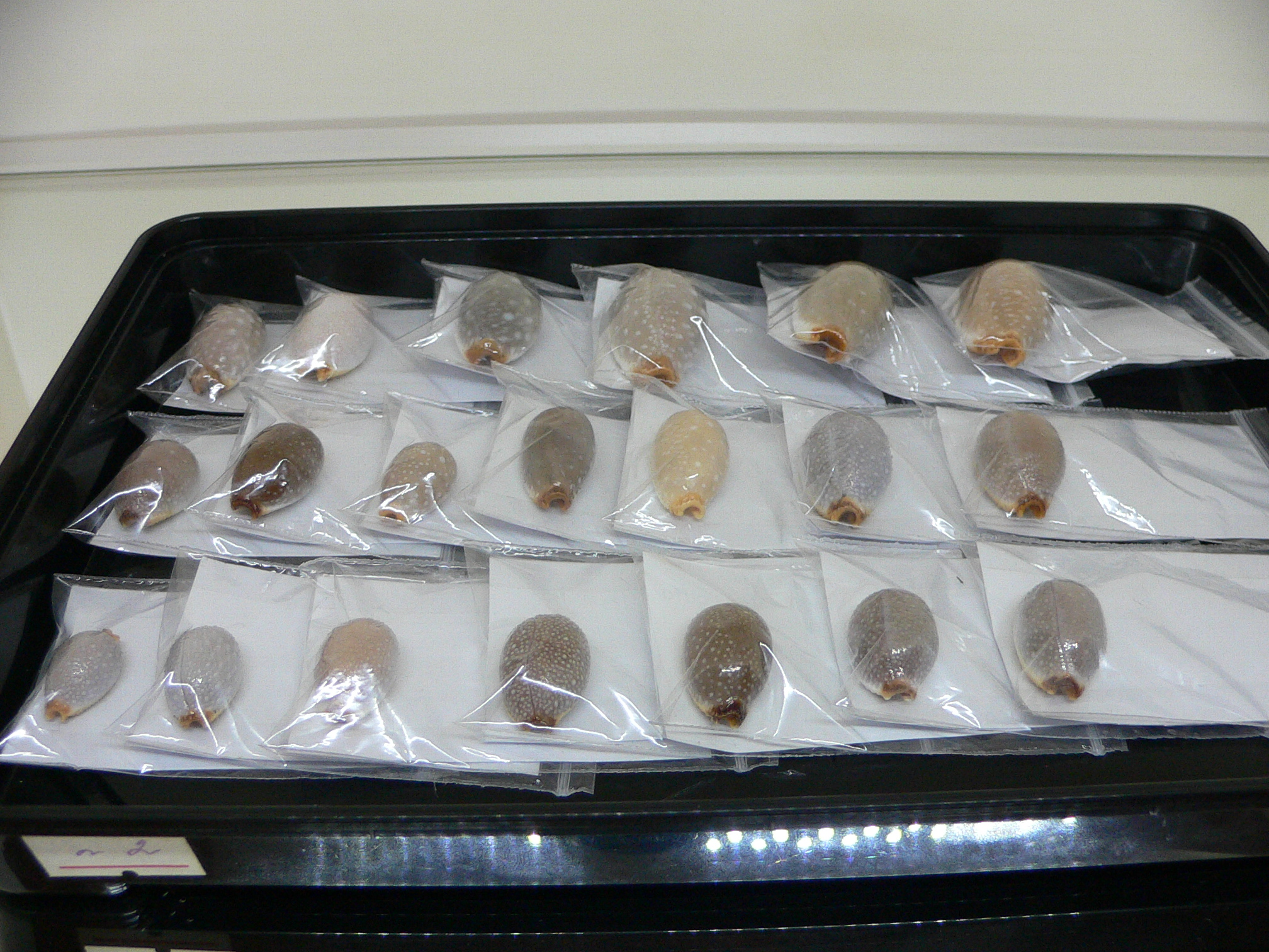 Cypraea staphylaea consobrina