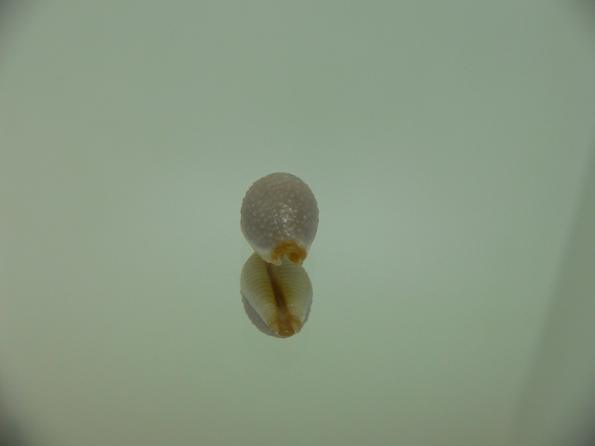 Cypraea staphylaea consobrina