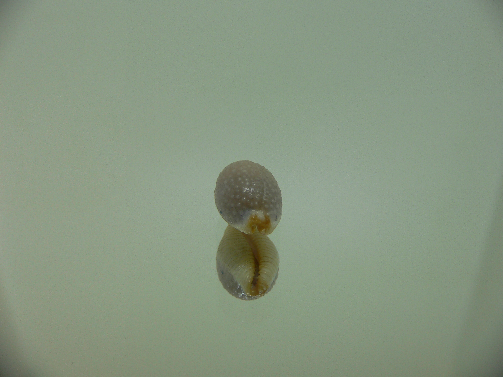 Cypraea staphylaea consobrina