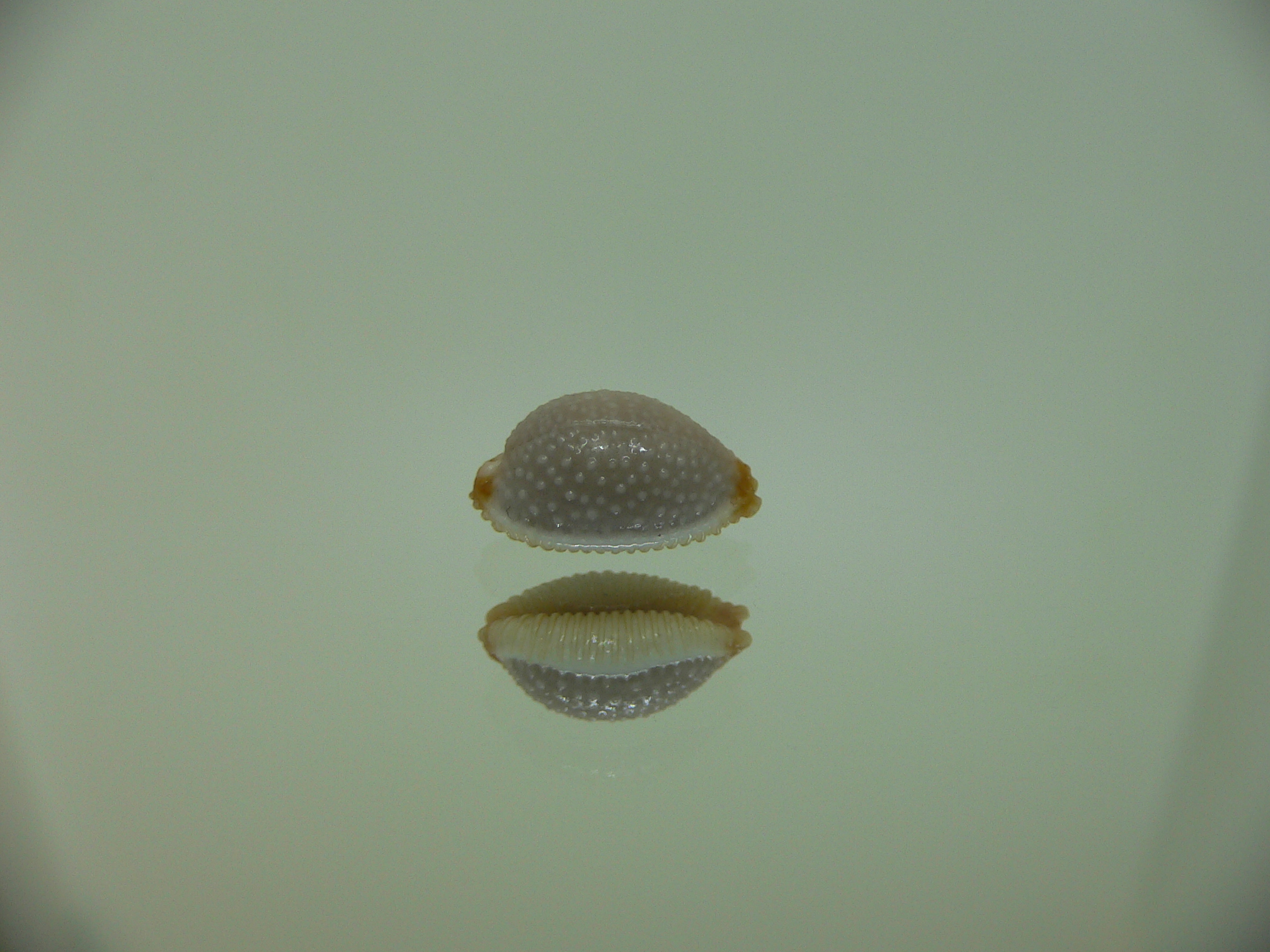 Cypraea staphylaea consobrina