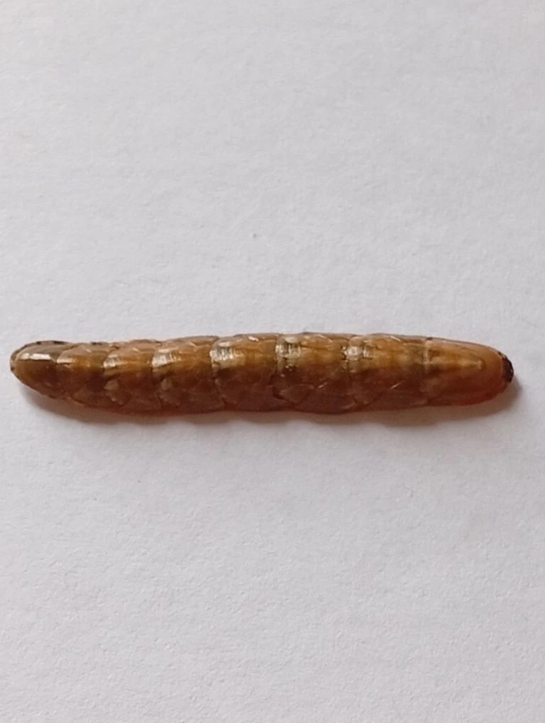 Stenochiton longicymba ENDEMIC 5