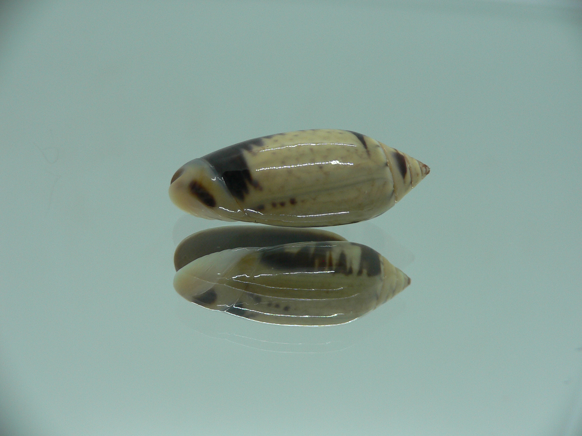 Oliva tigridellaoriola (var.)