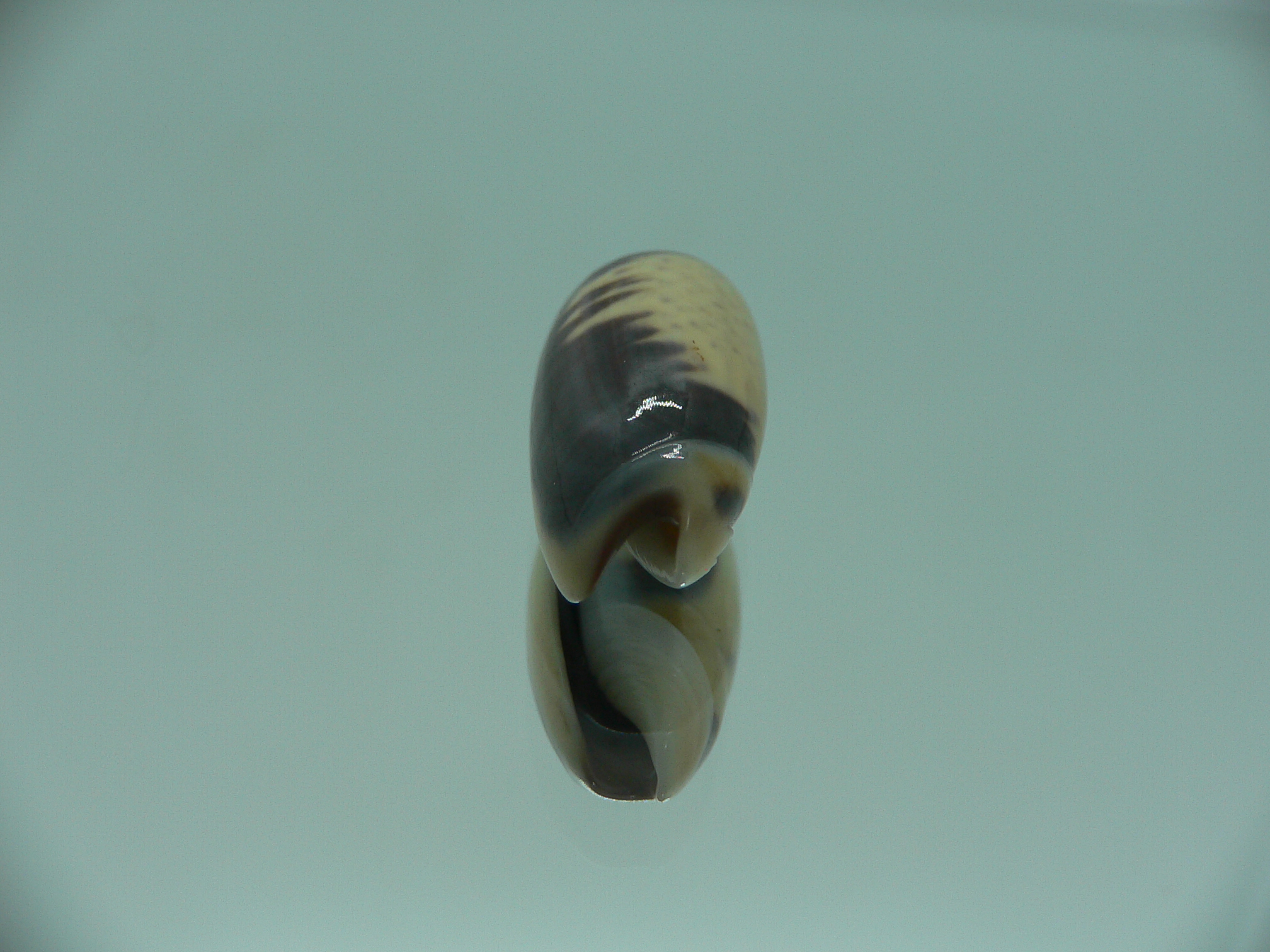 Oliva tigridellaoriola (var.)