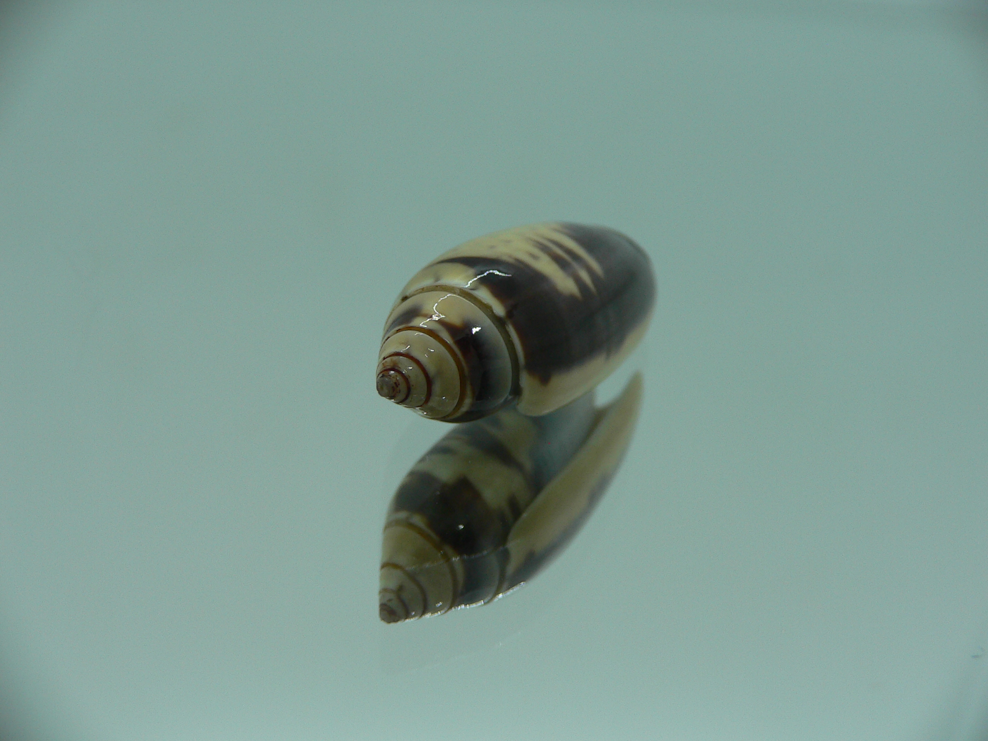 Oliva tigridellaoriola (var.)