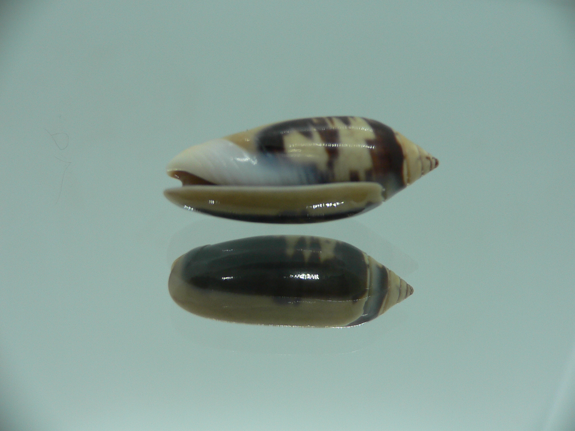 Oliva tigridellaoriola (var.)