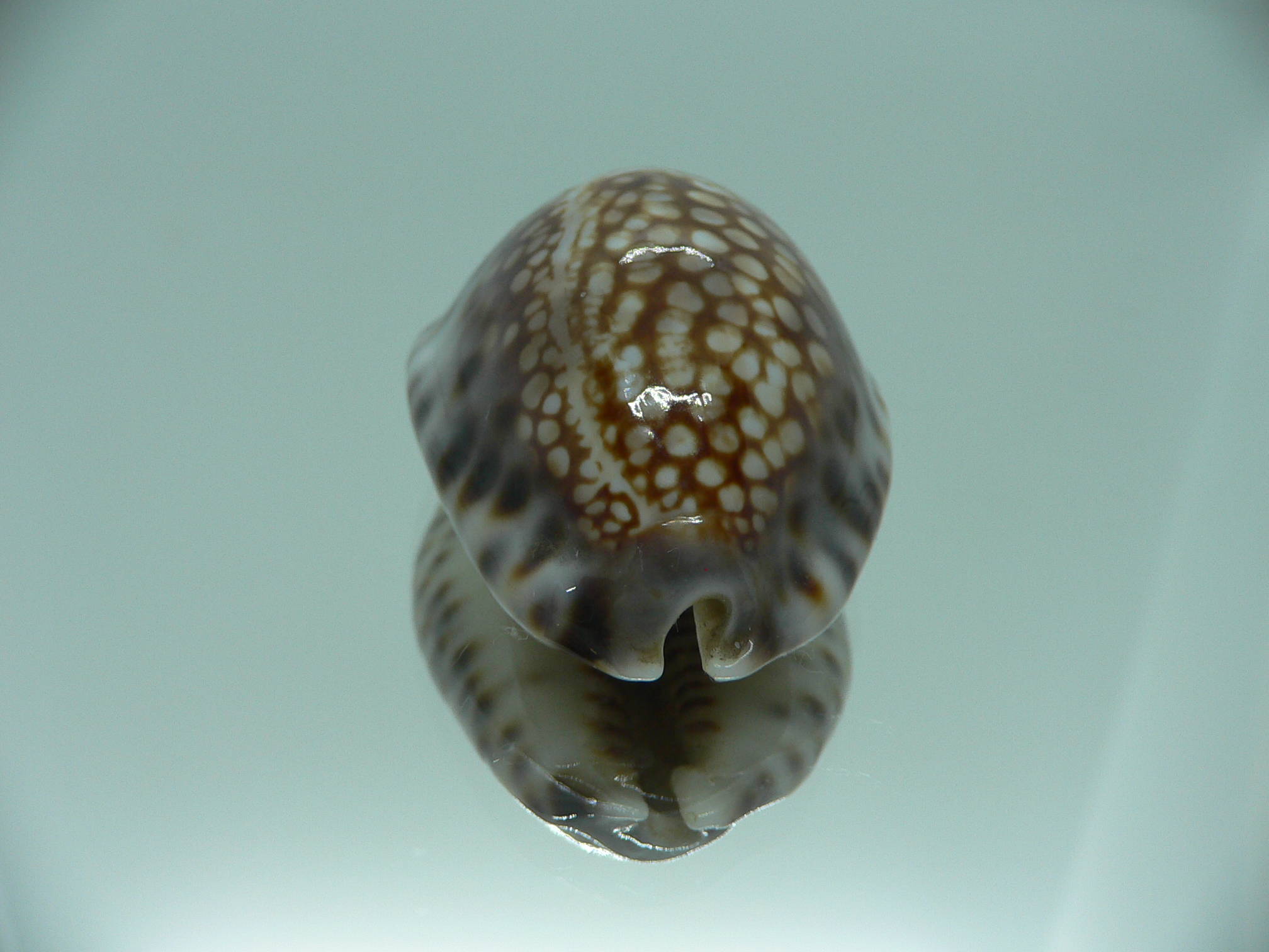 Cypraea depressa depressa VERY GOOD SIZE