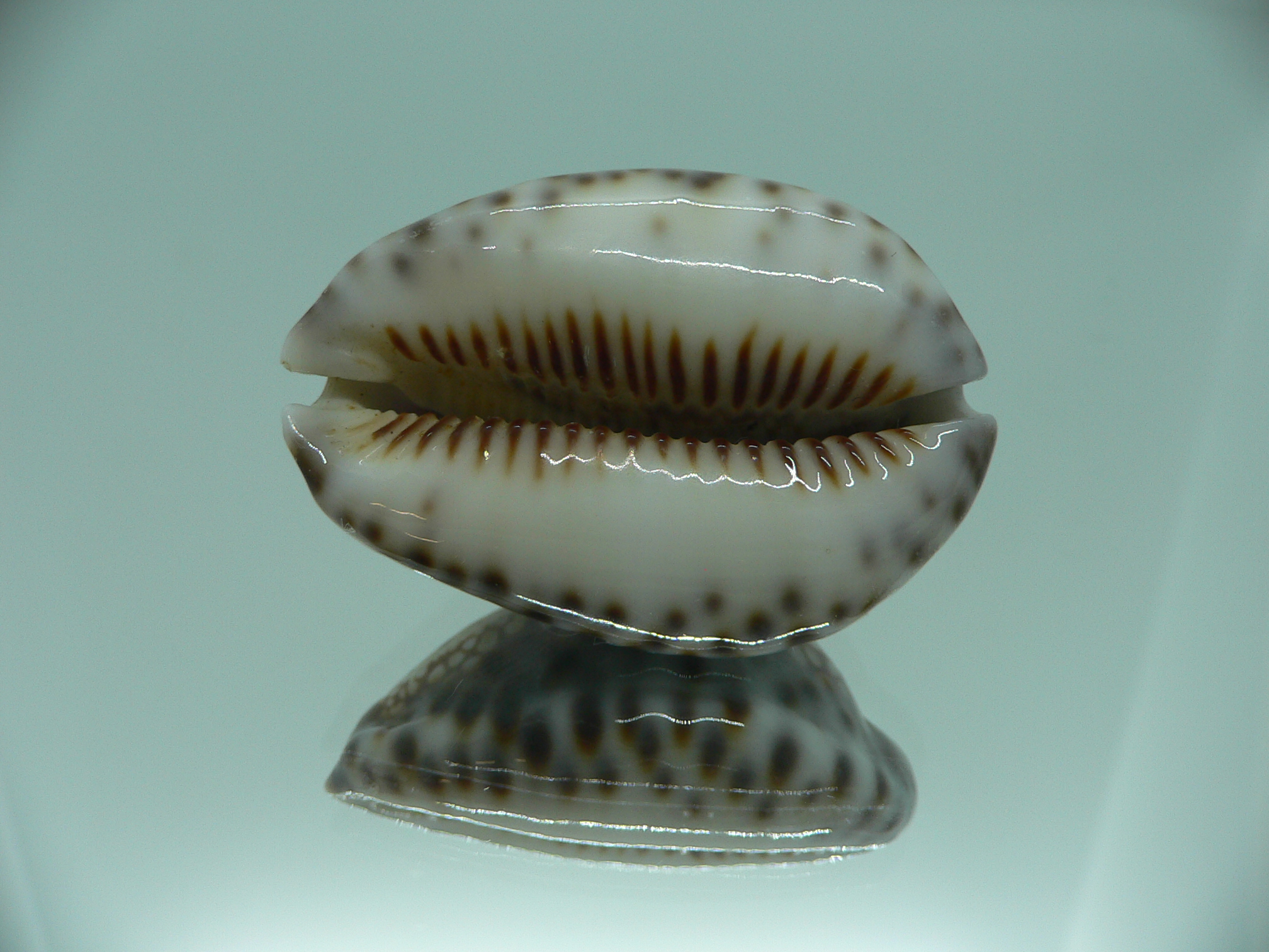 Cypraea depressa depressa VERY GOOD SIZE