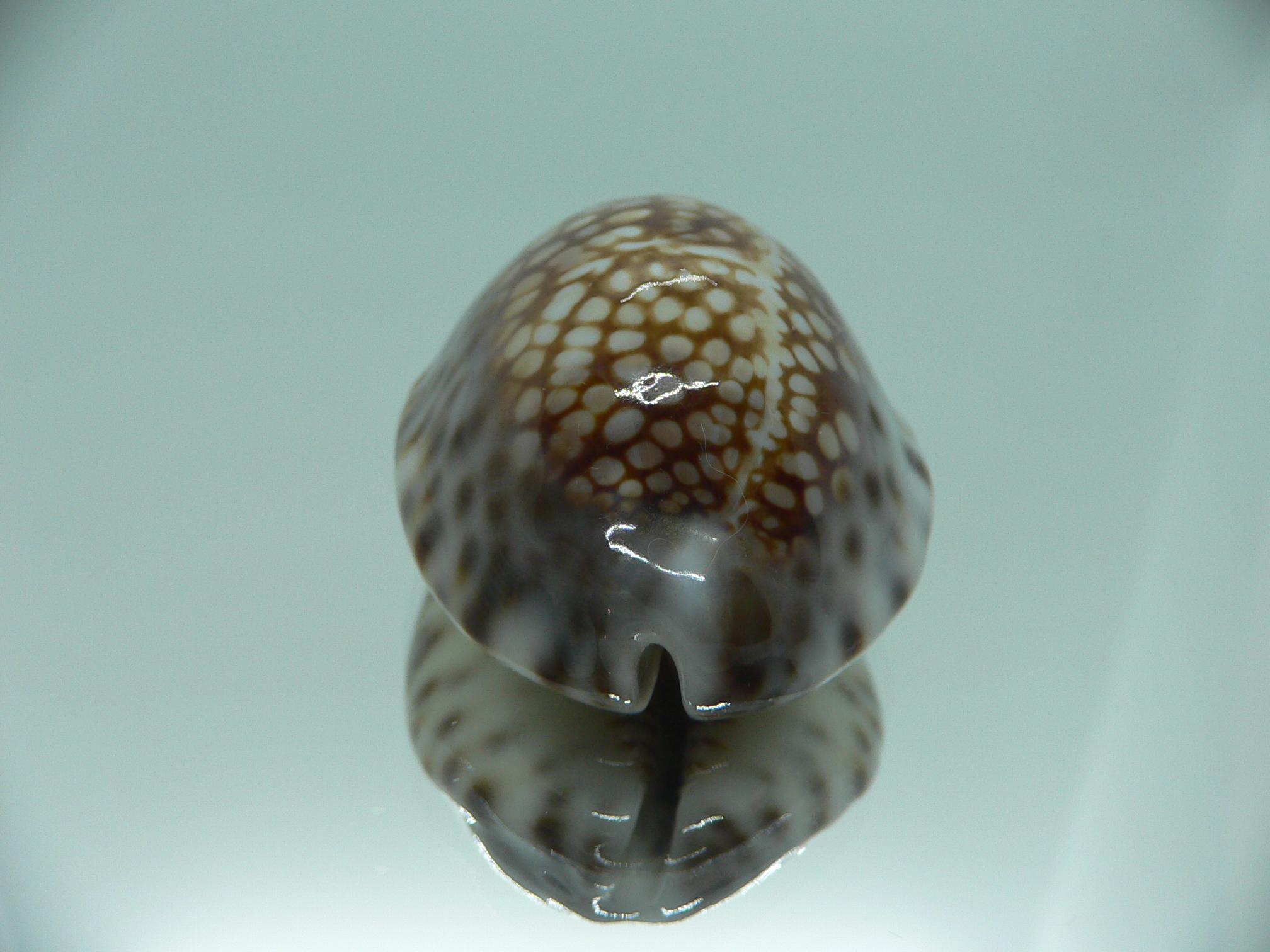 Cypraea depressa depressa VERY GOOD SIZE