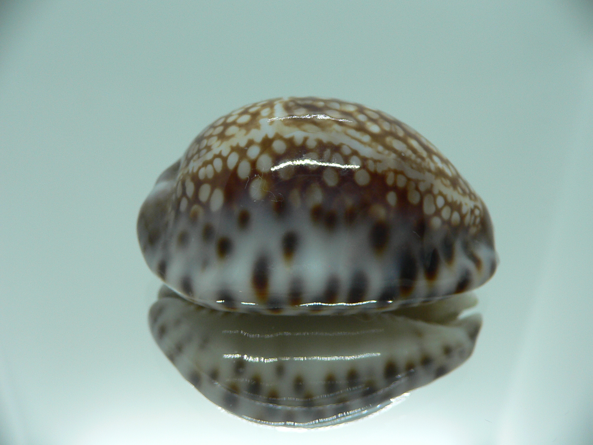 Cypraea depressa depressa VERY GOOD SIZE
