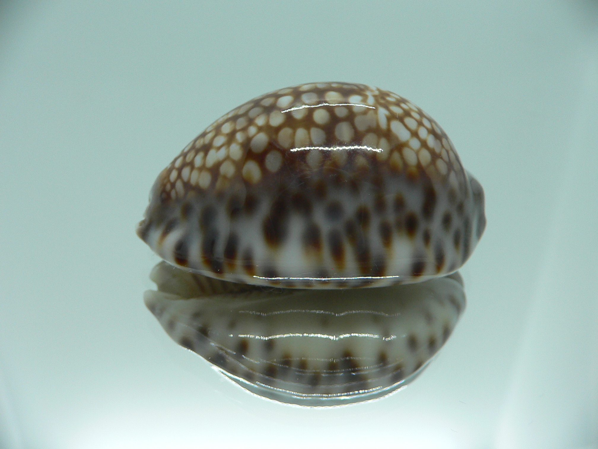 Cypraea depressa depressa VERY GOOD SIZE