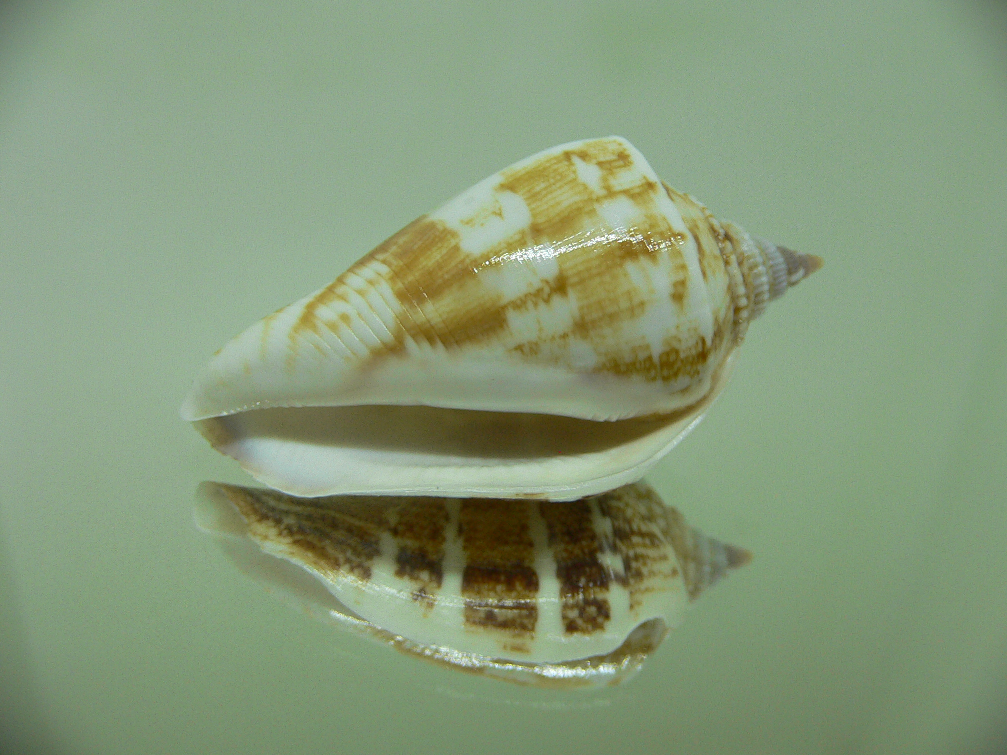 Neodilatilabrum marginatum