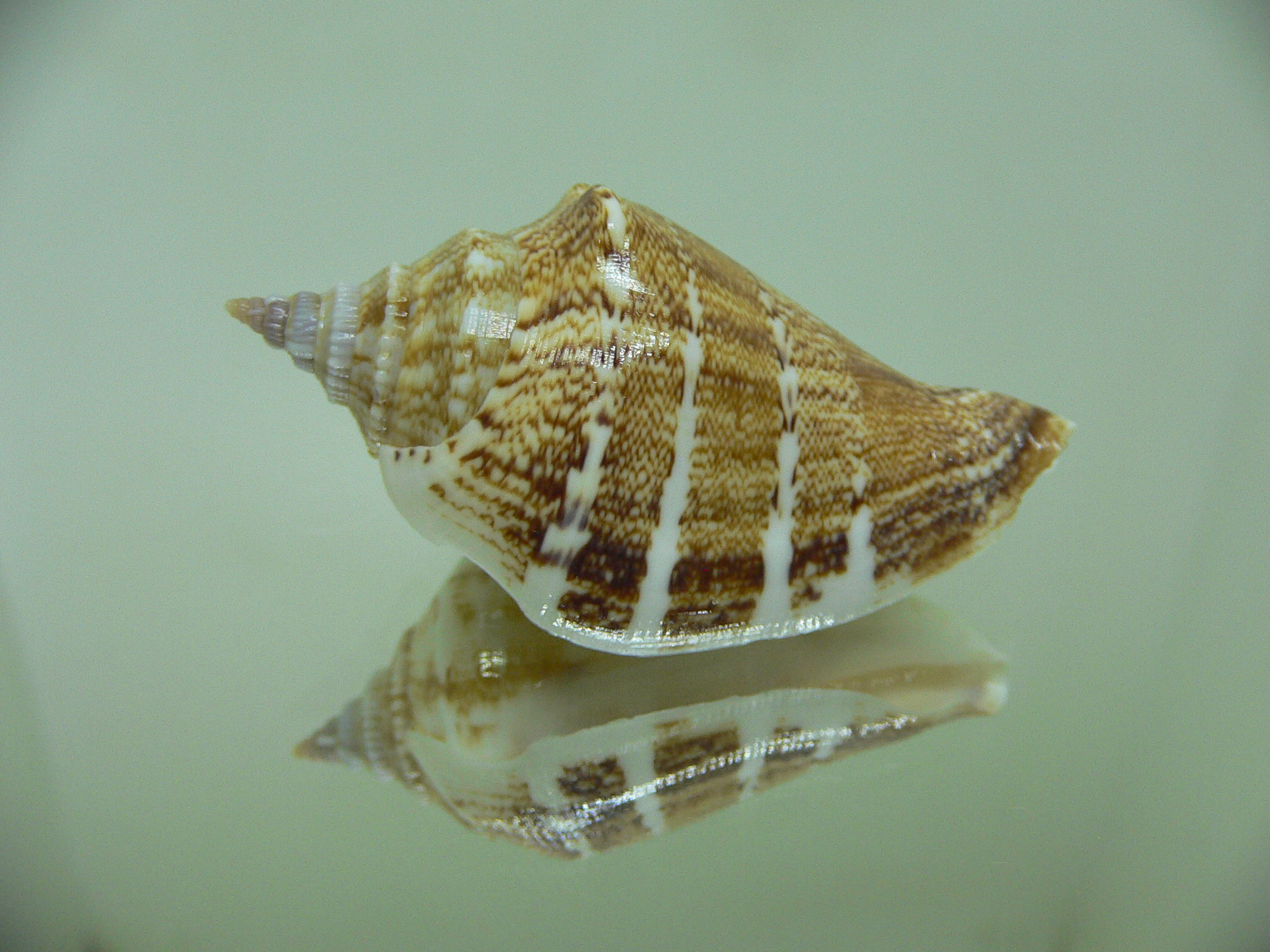 Neodilatilabrum marginatum