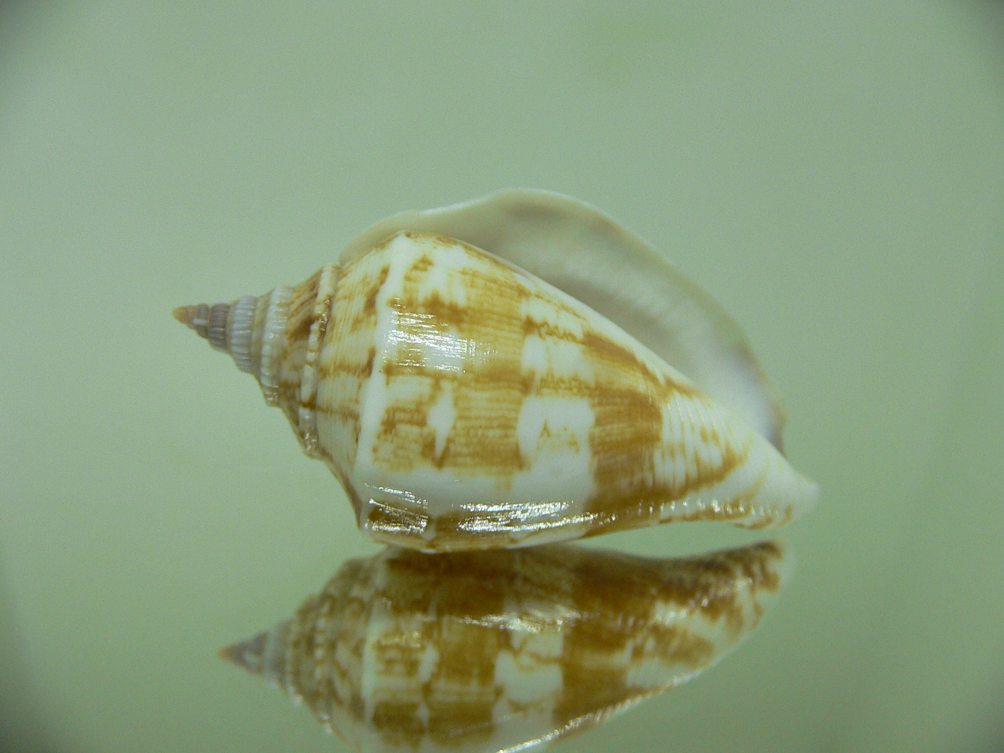 Neodilatilabrum marginatum